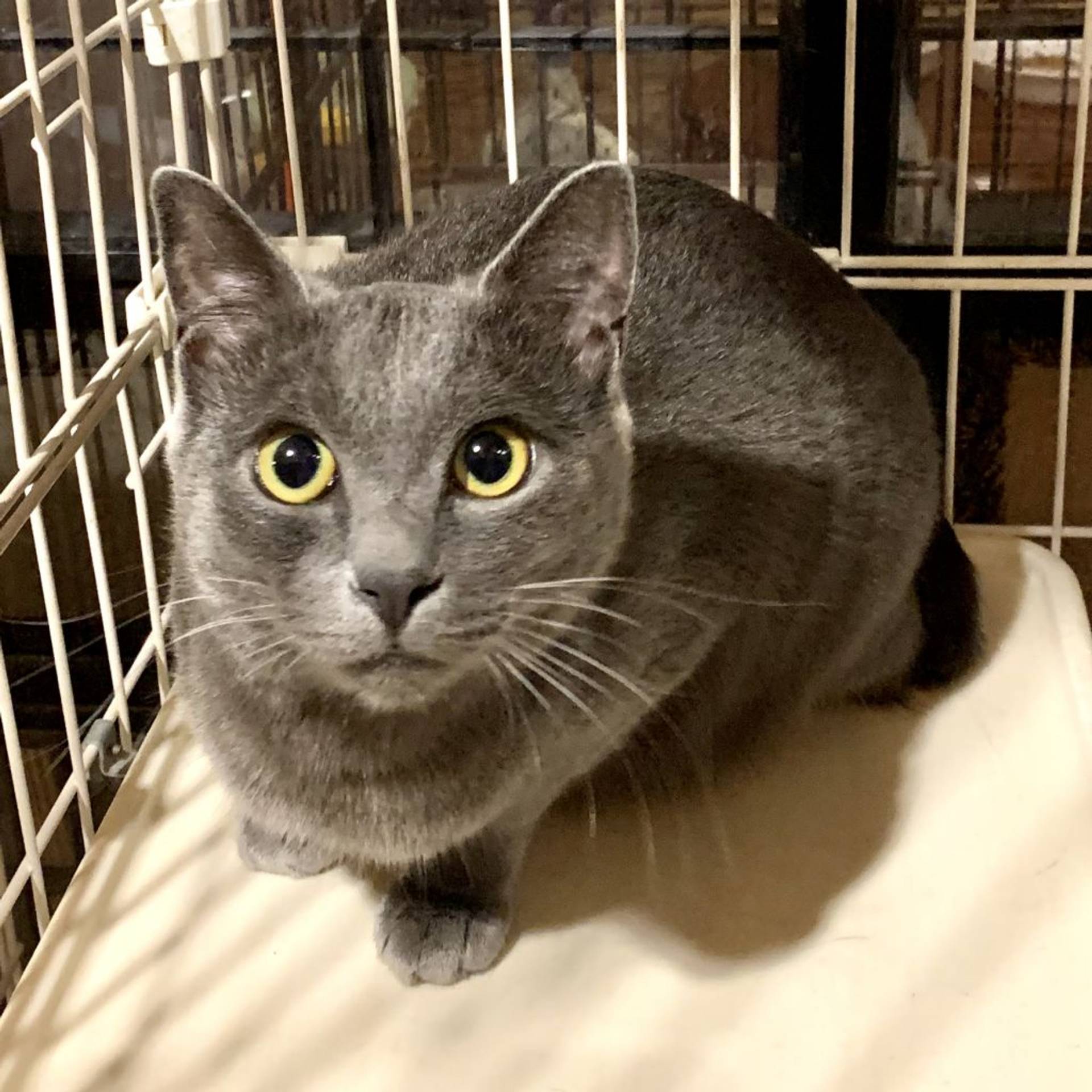 雑種（ミックス猫）・メスの里親募集の写真