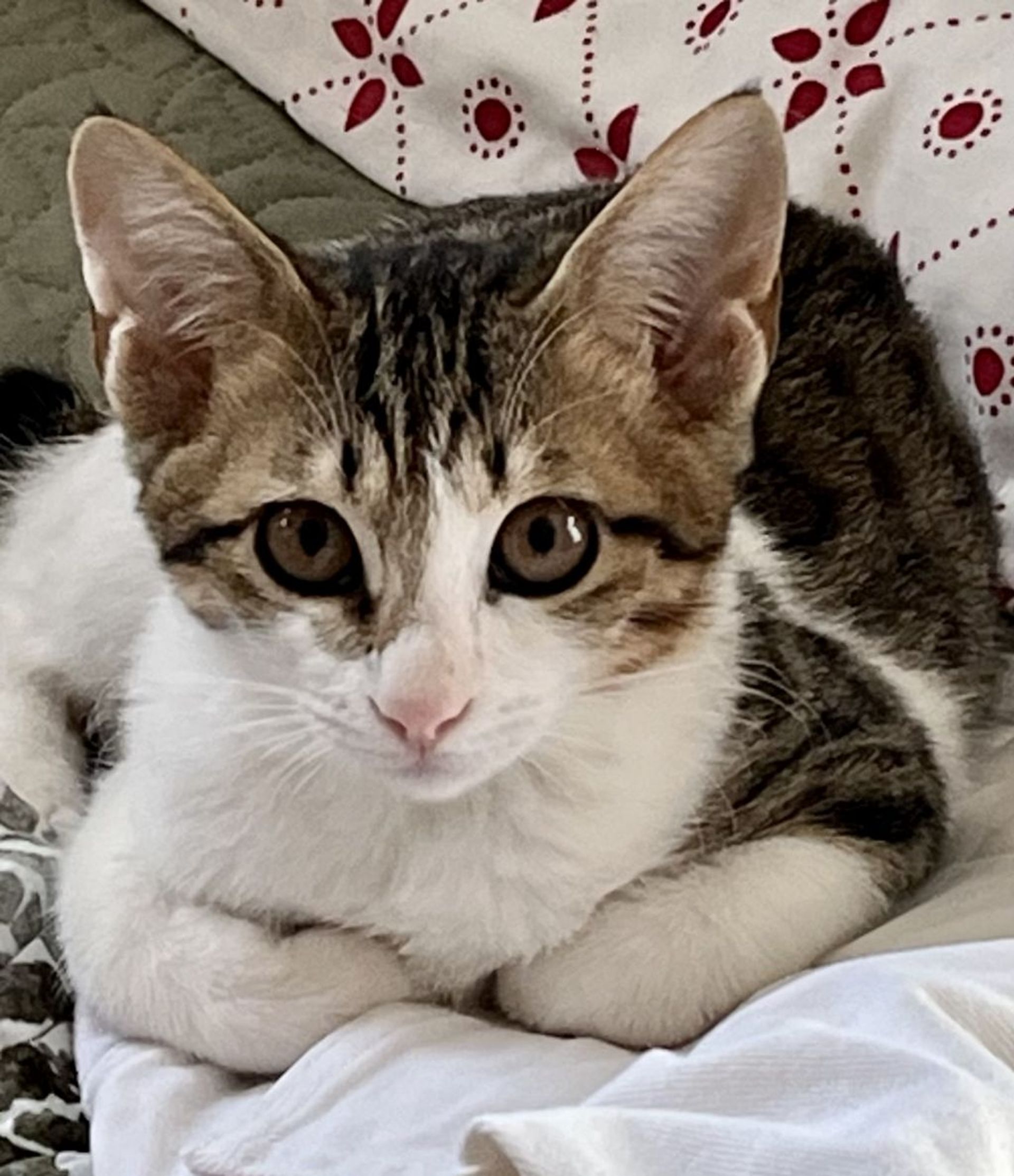 雑種（ミックス猫）・メスの里親募集の写真