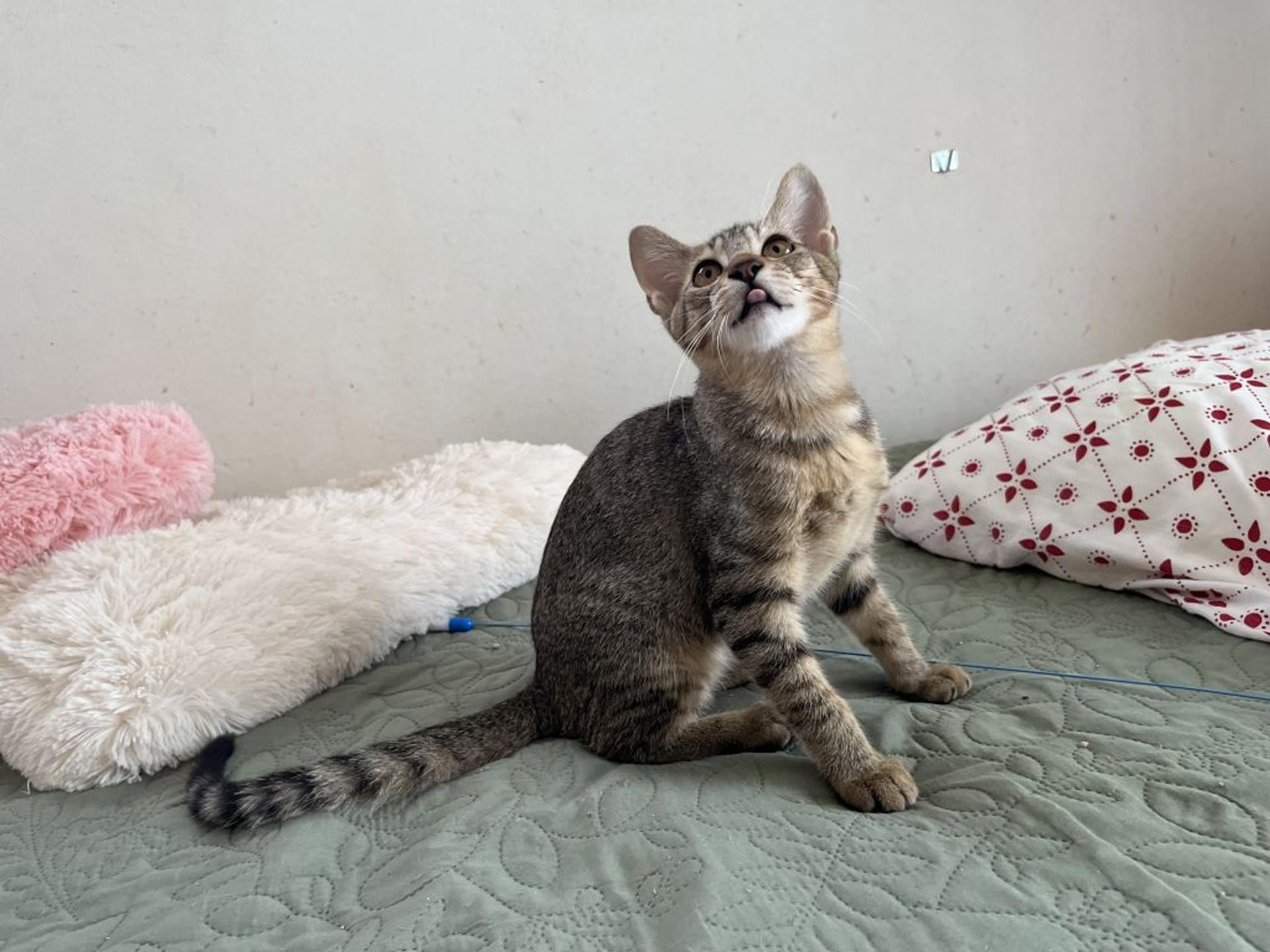 pet-image-2