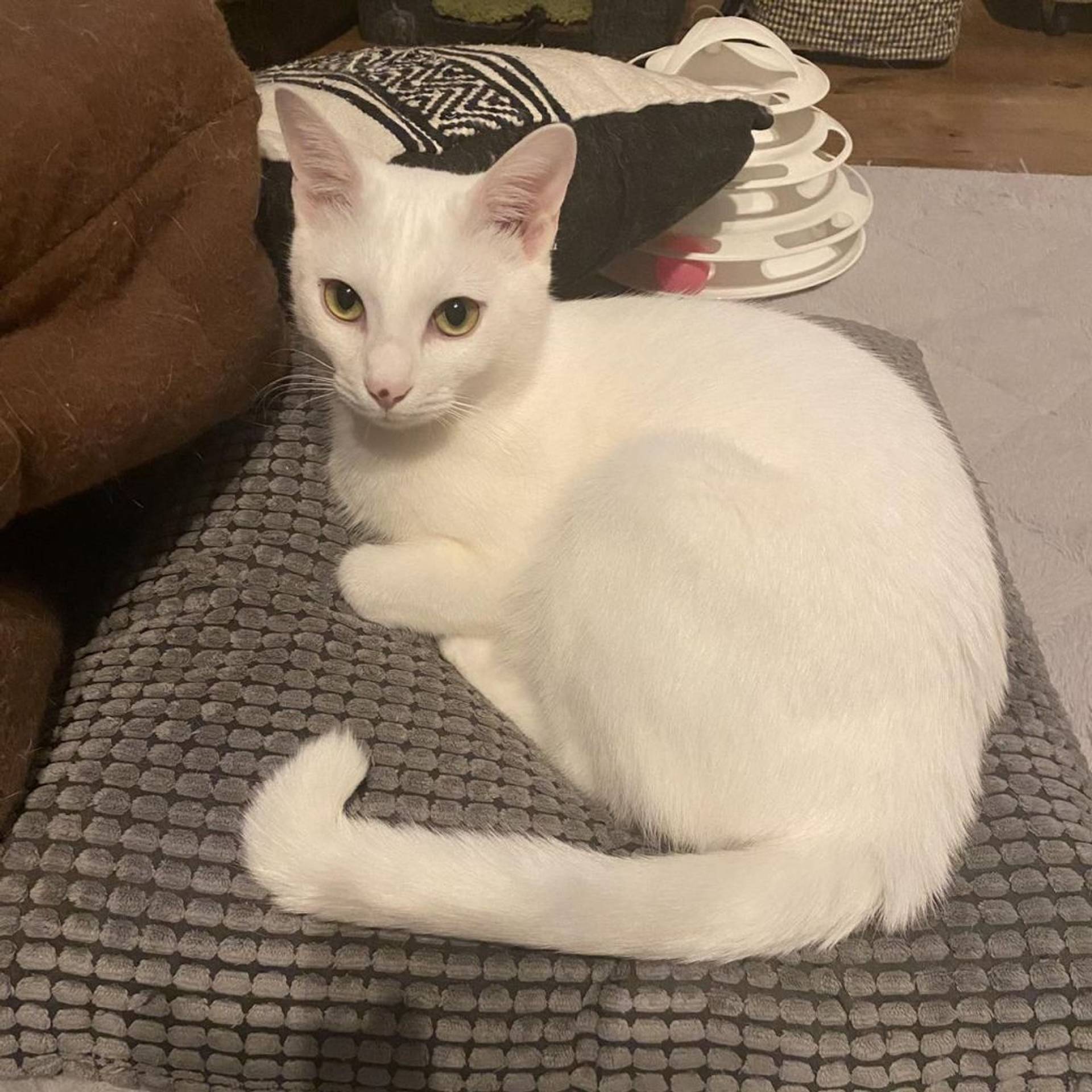 雑種（ミックス猫）・オスの里親募集の写真
