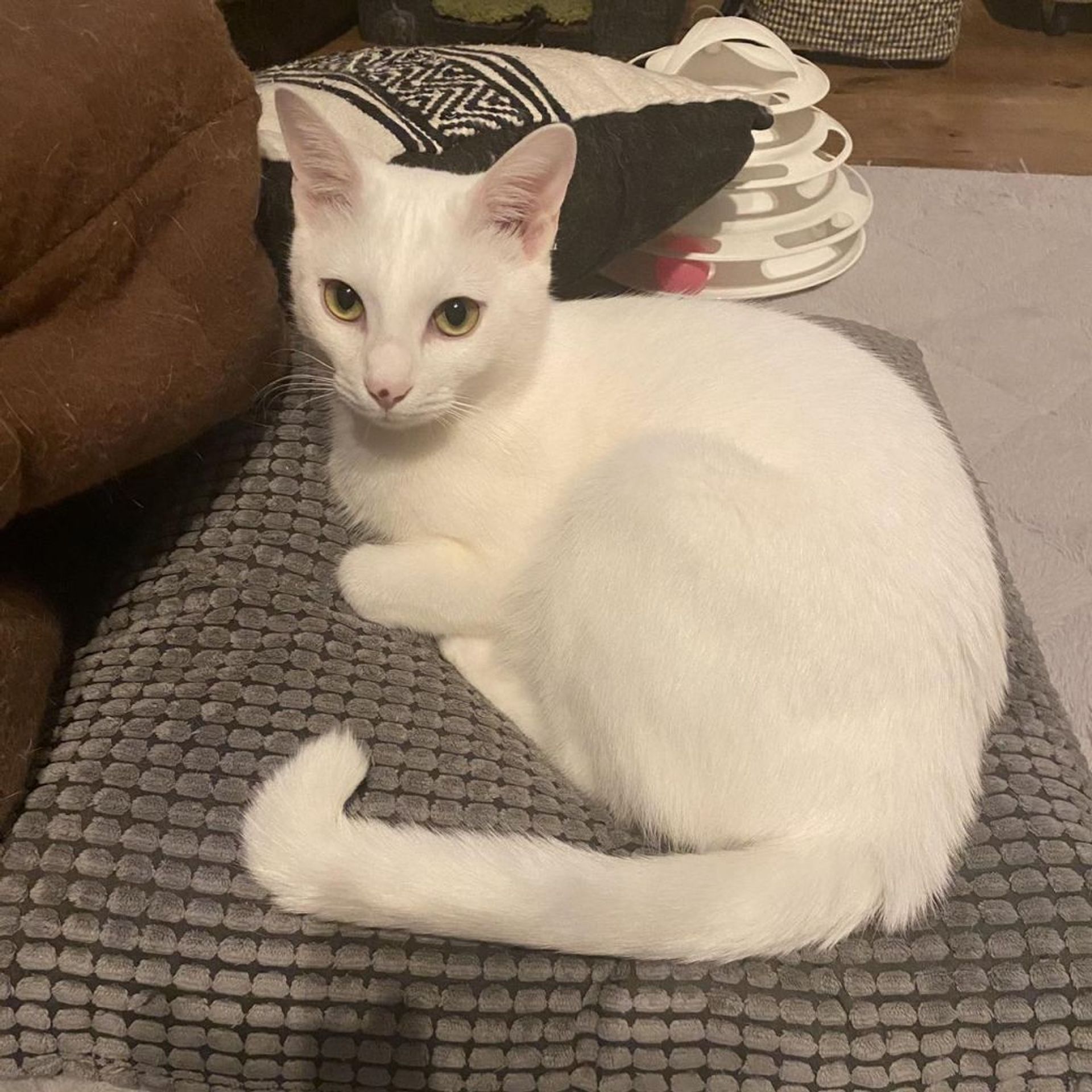 雑種（ミックス猫）・オスの里親募集の写真