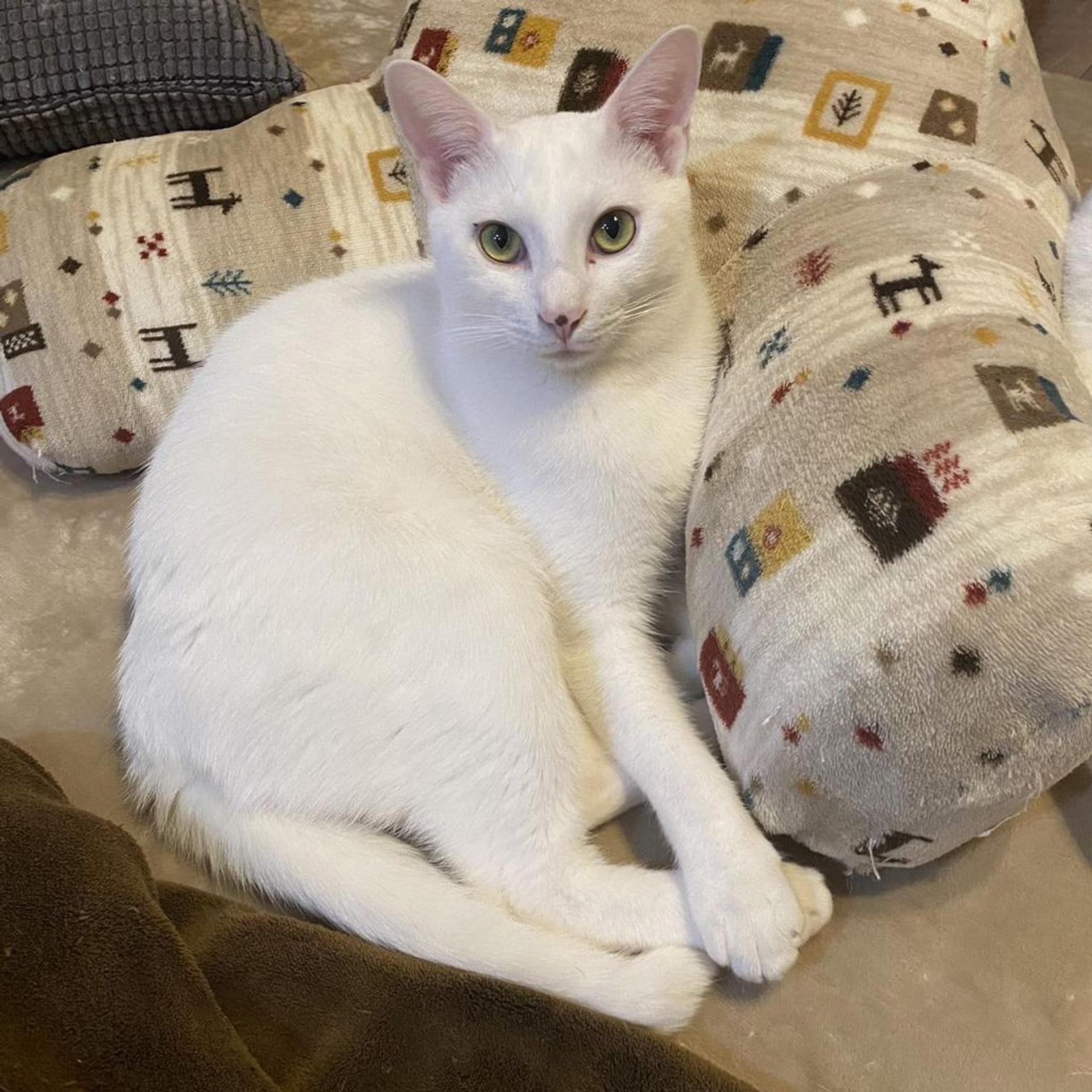 pet-image-3