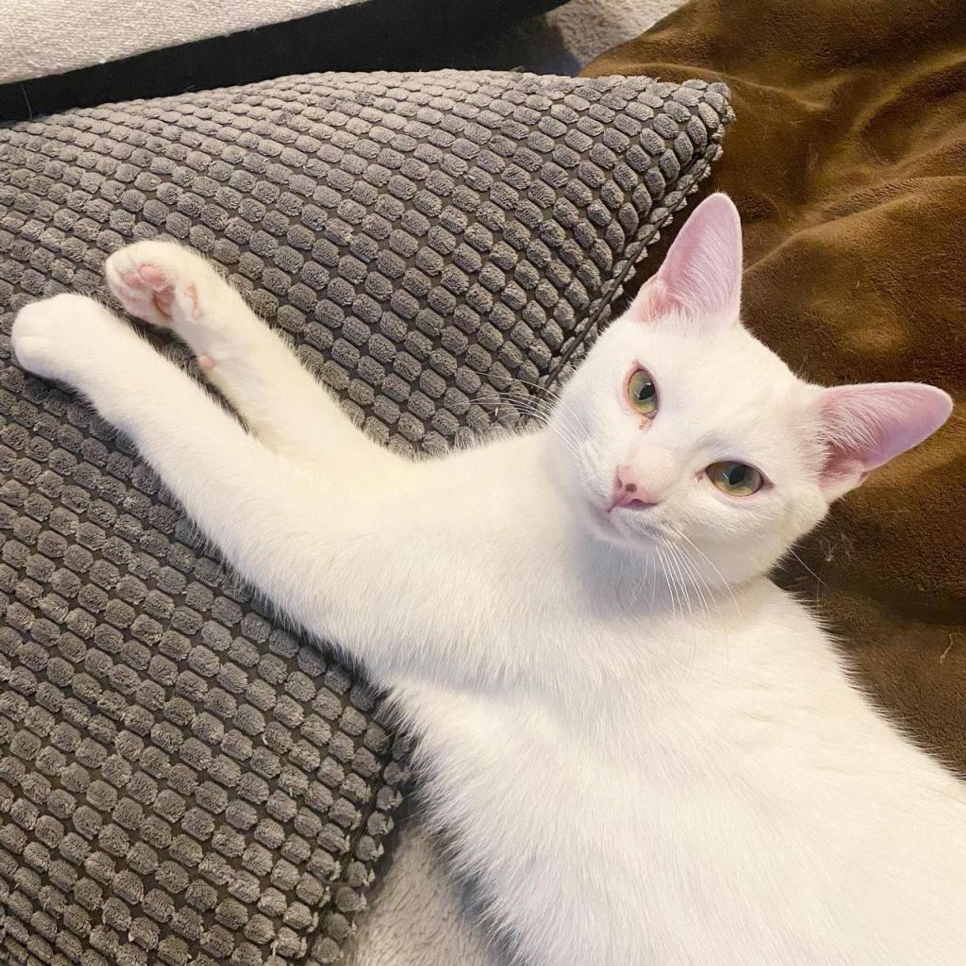 pet-image-4