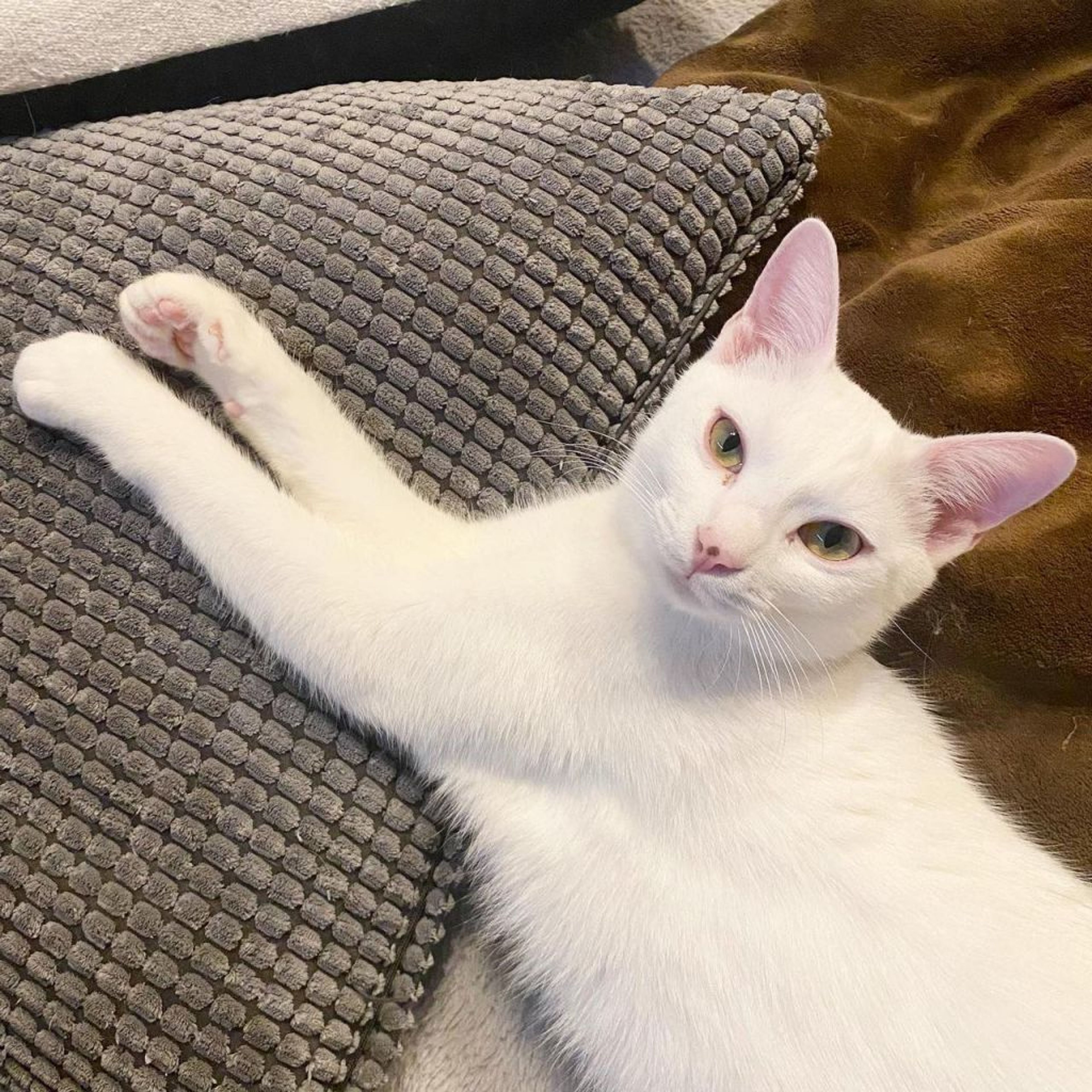 pet-image-4