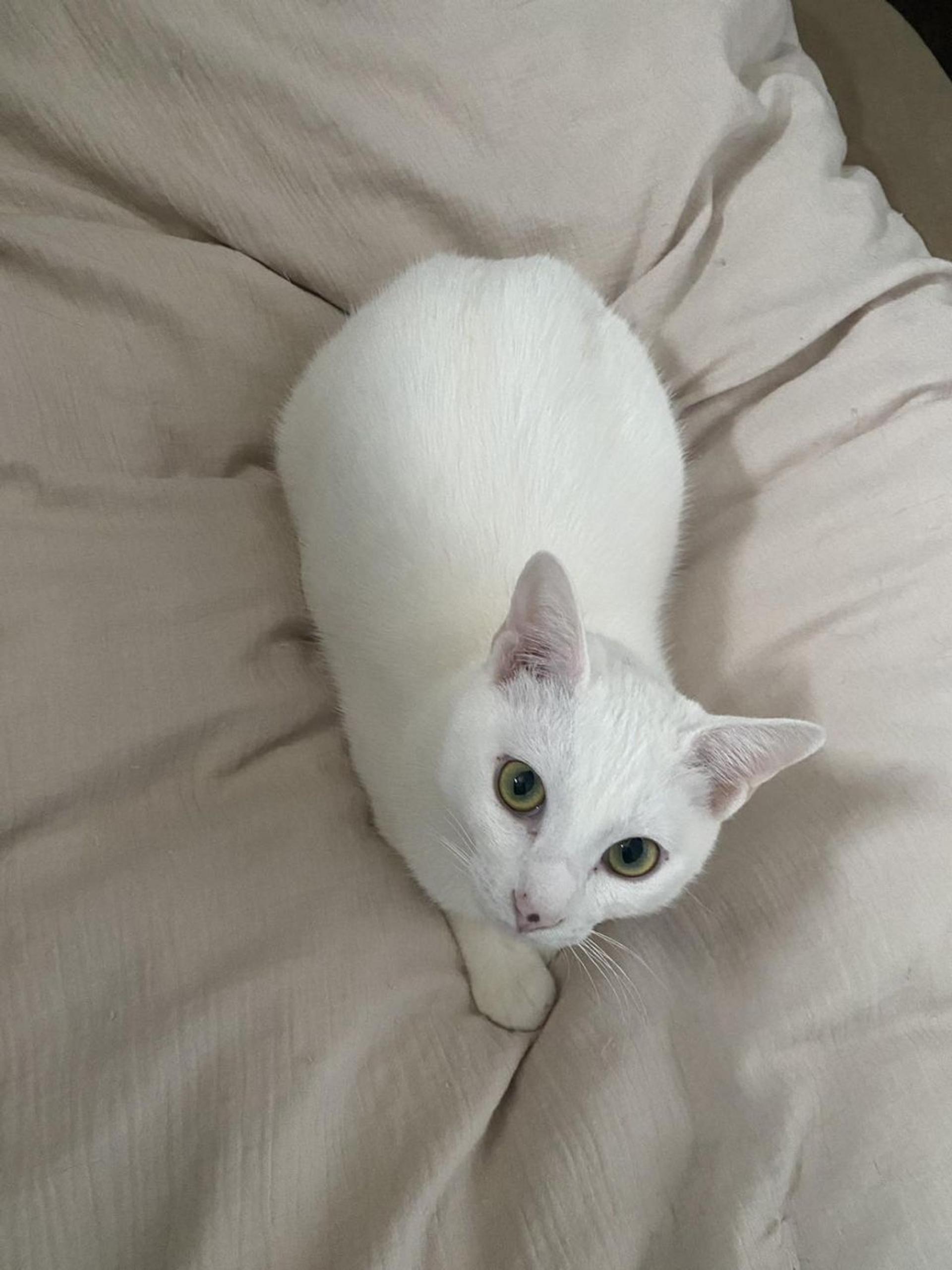 pet-image-5