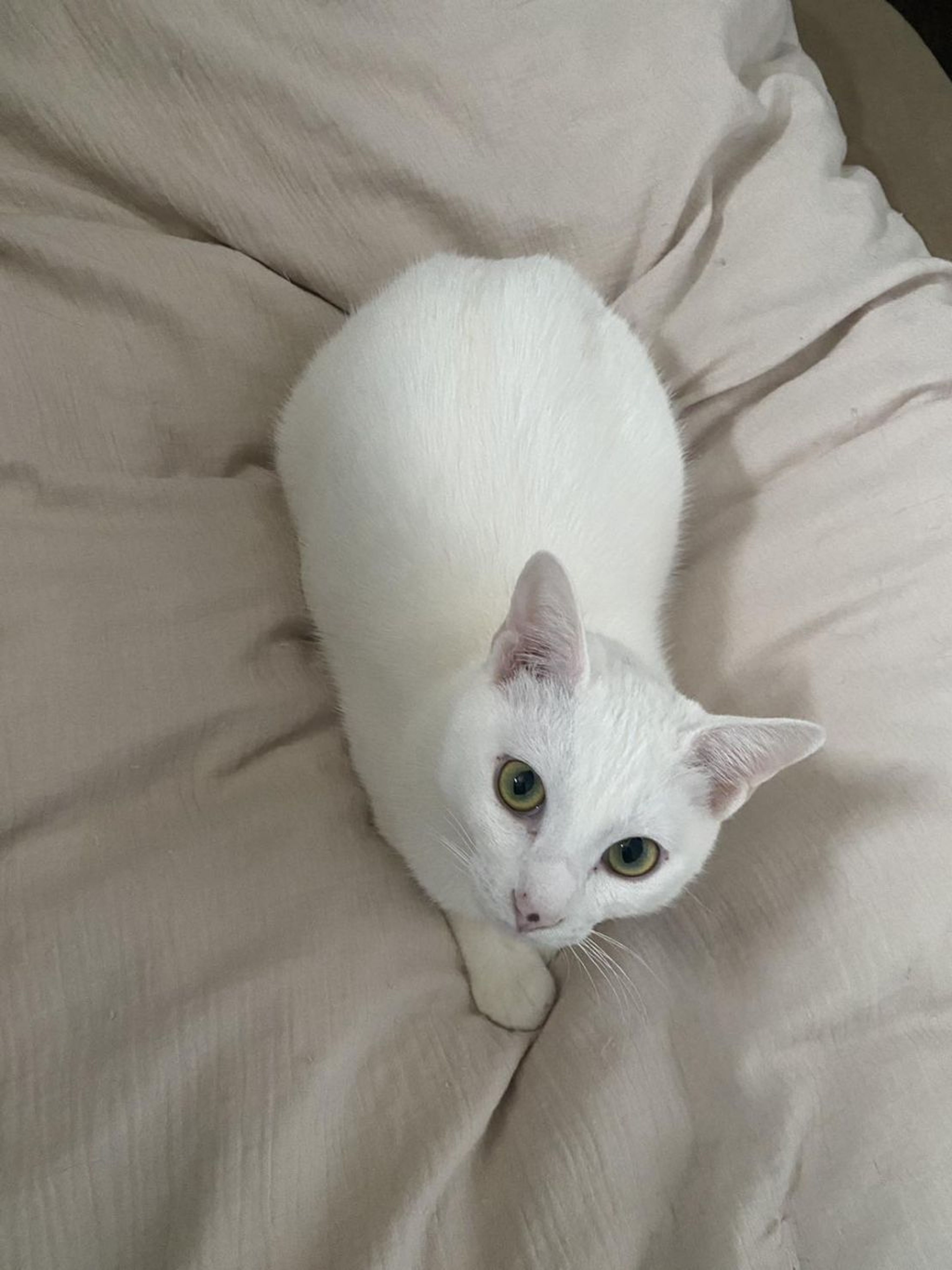 pet-image-5