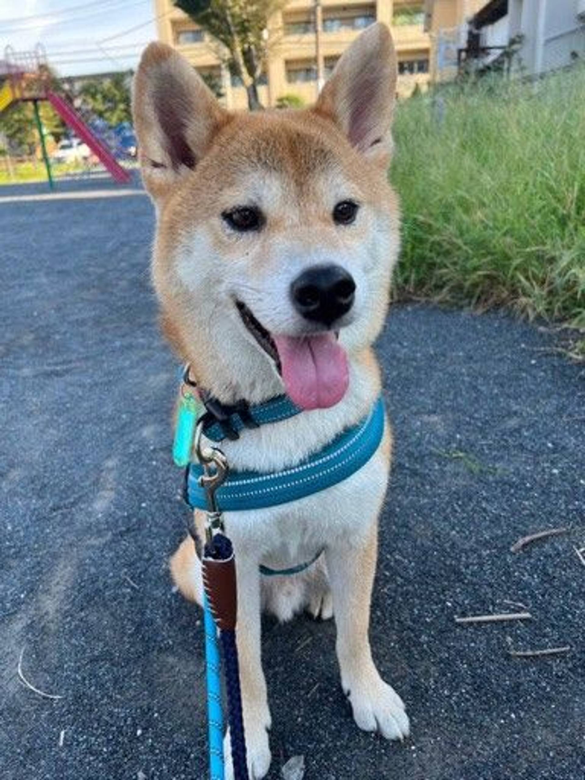 柴犬・オスの里親募集の写真