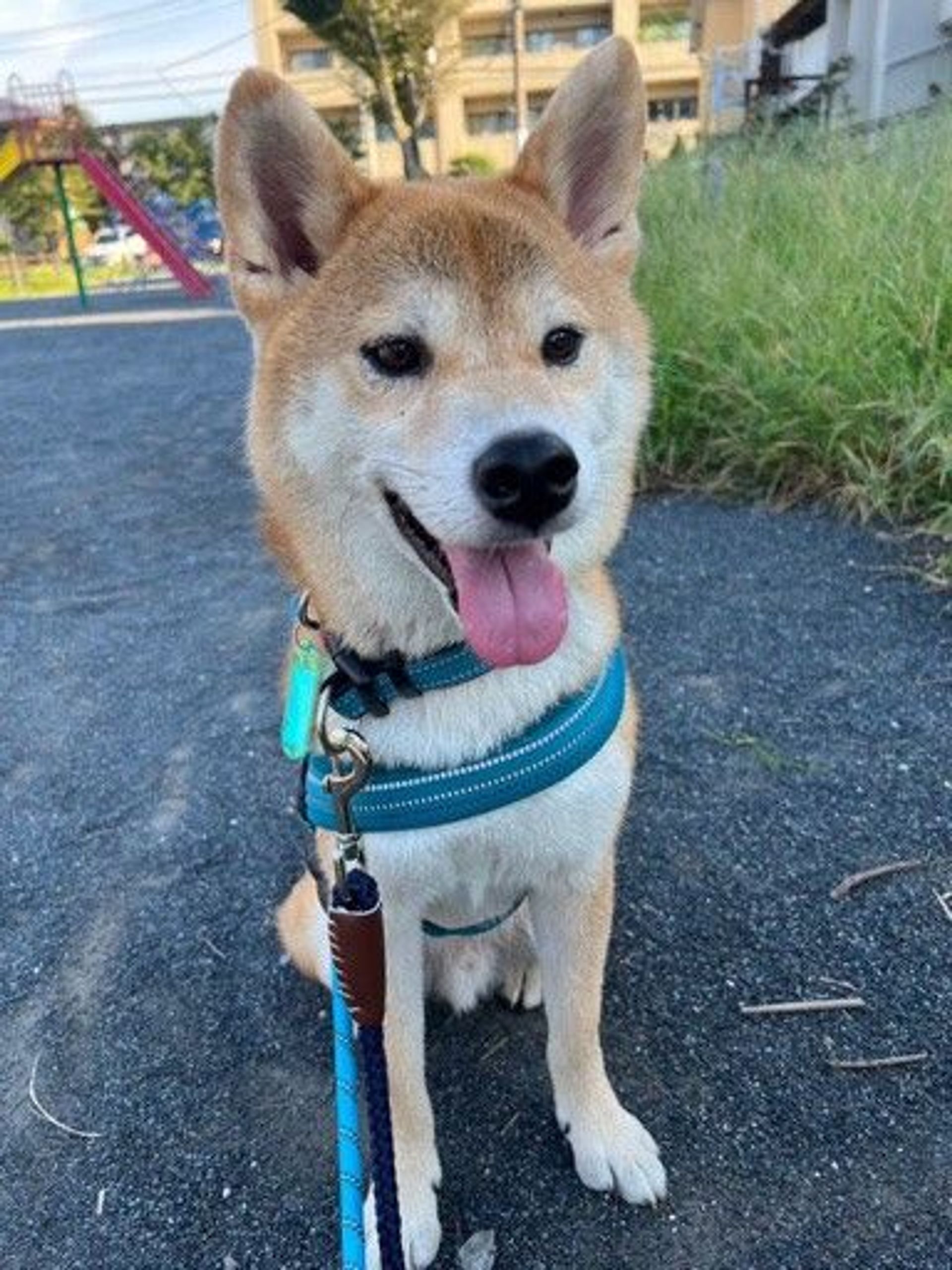 柴犬・オスの里親募集の写真