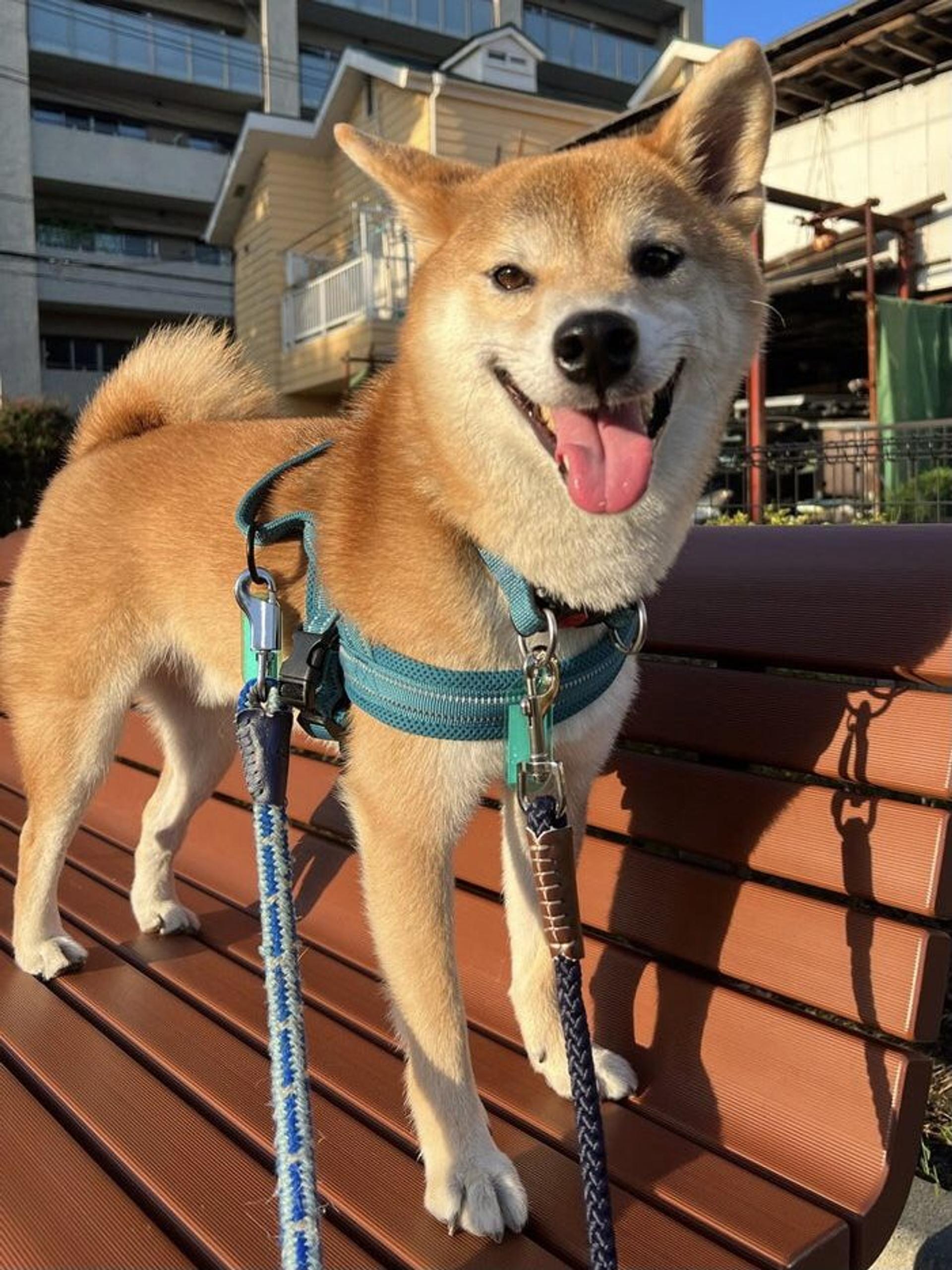 pet-image-4