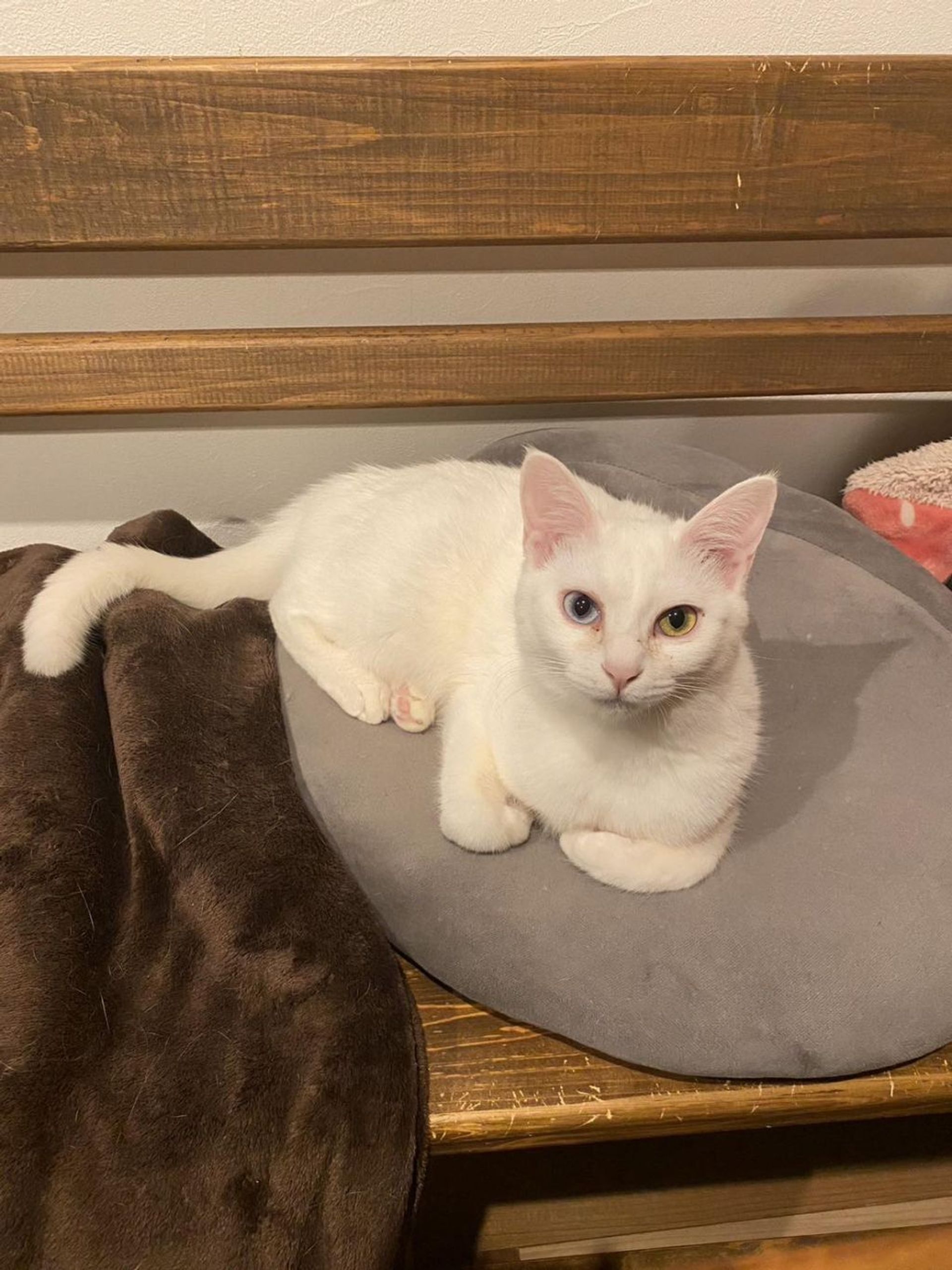 雑種（ミックス猫）・メスの里親募集の写真