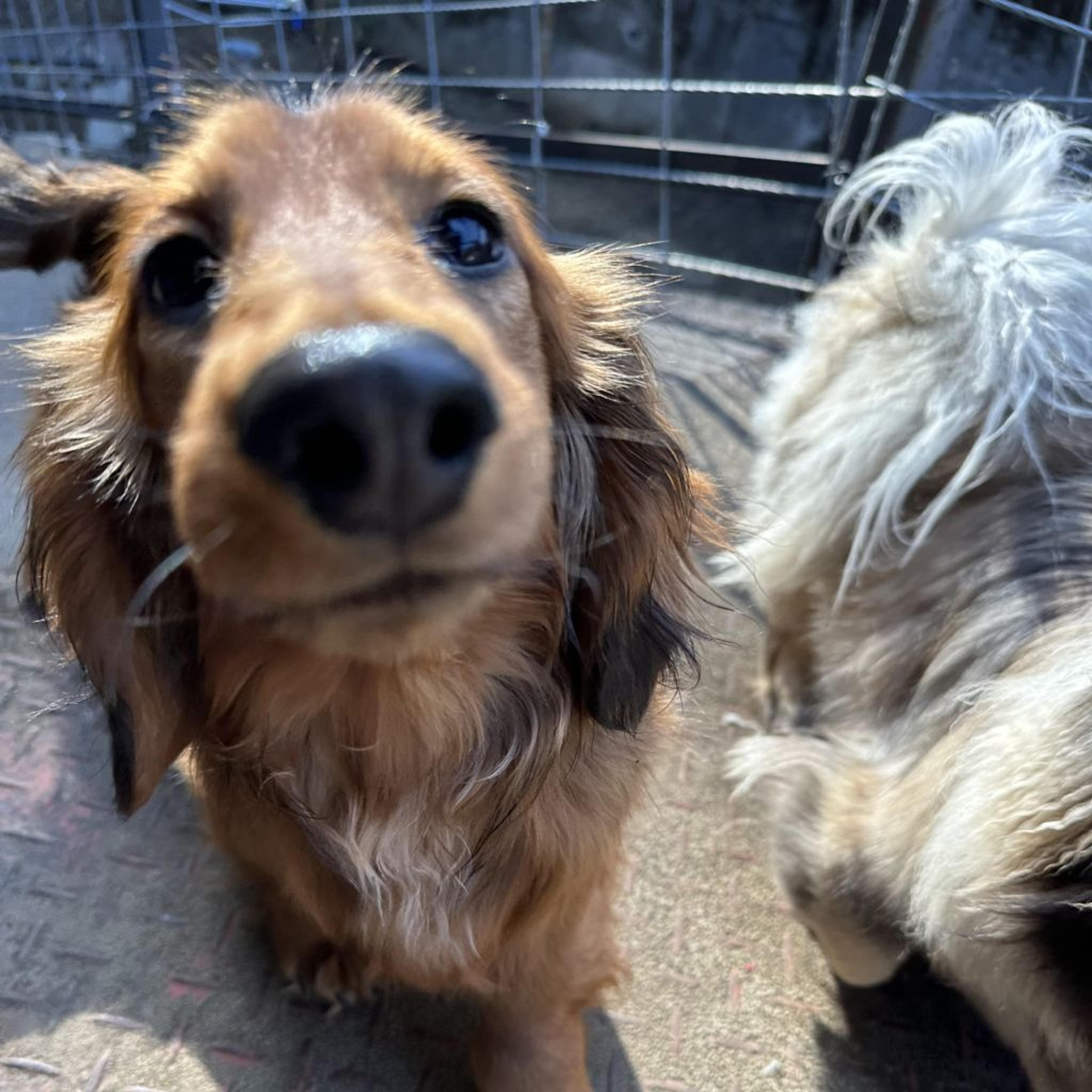 pet-image-3