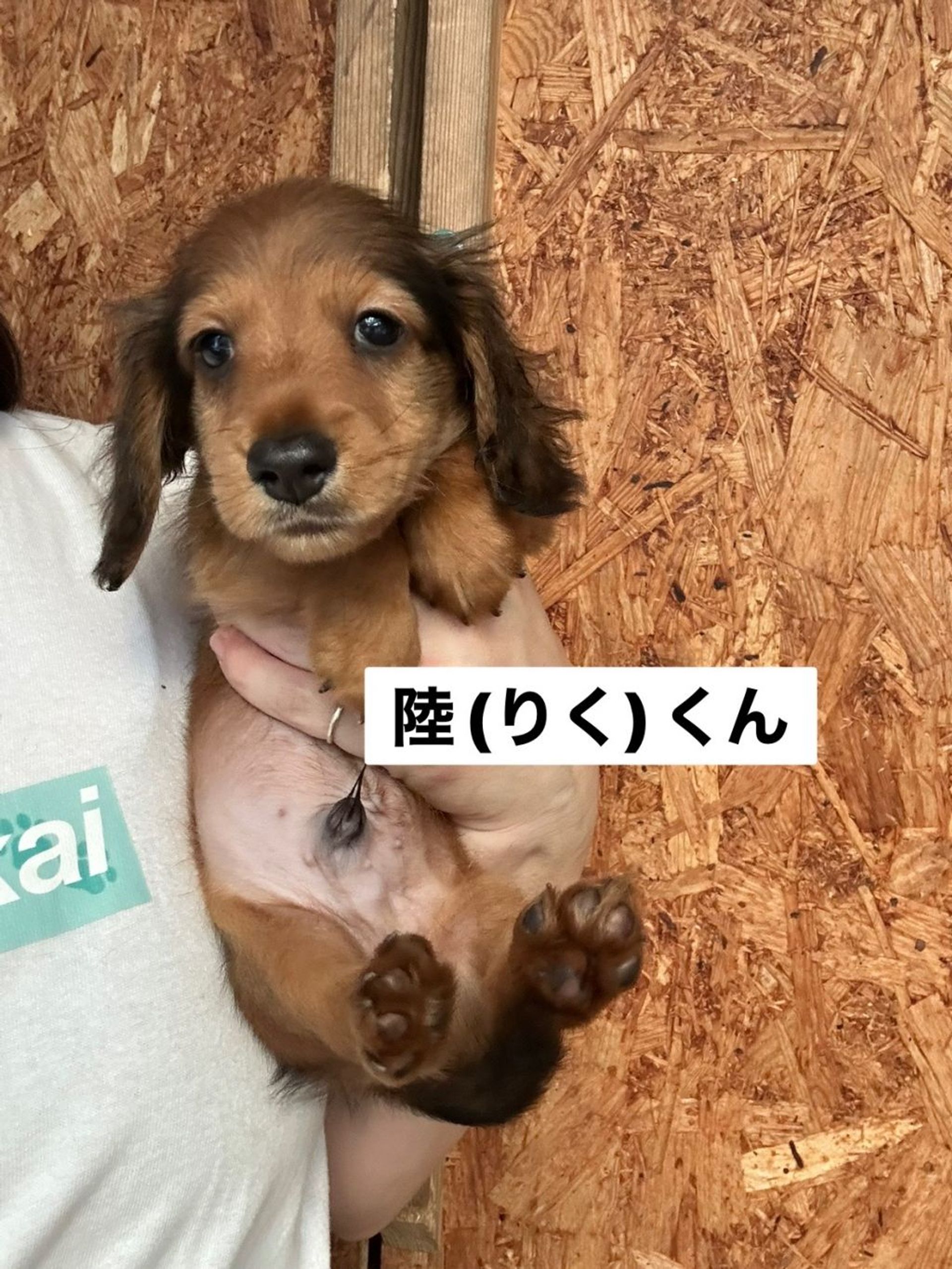 ダックスフンド・オスの里親募集の写真