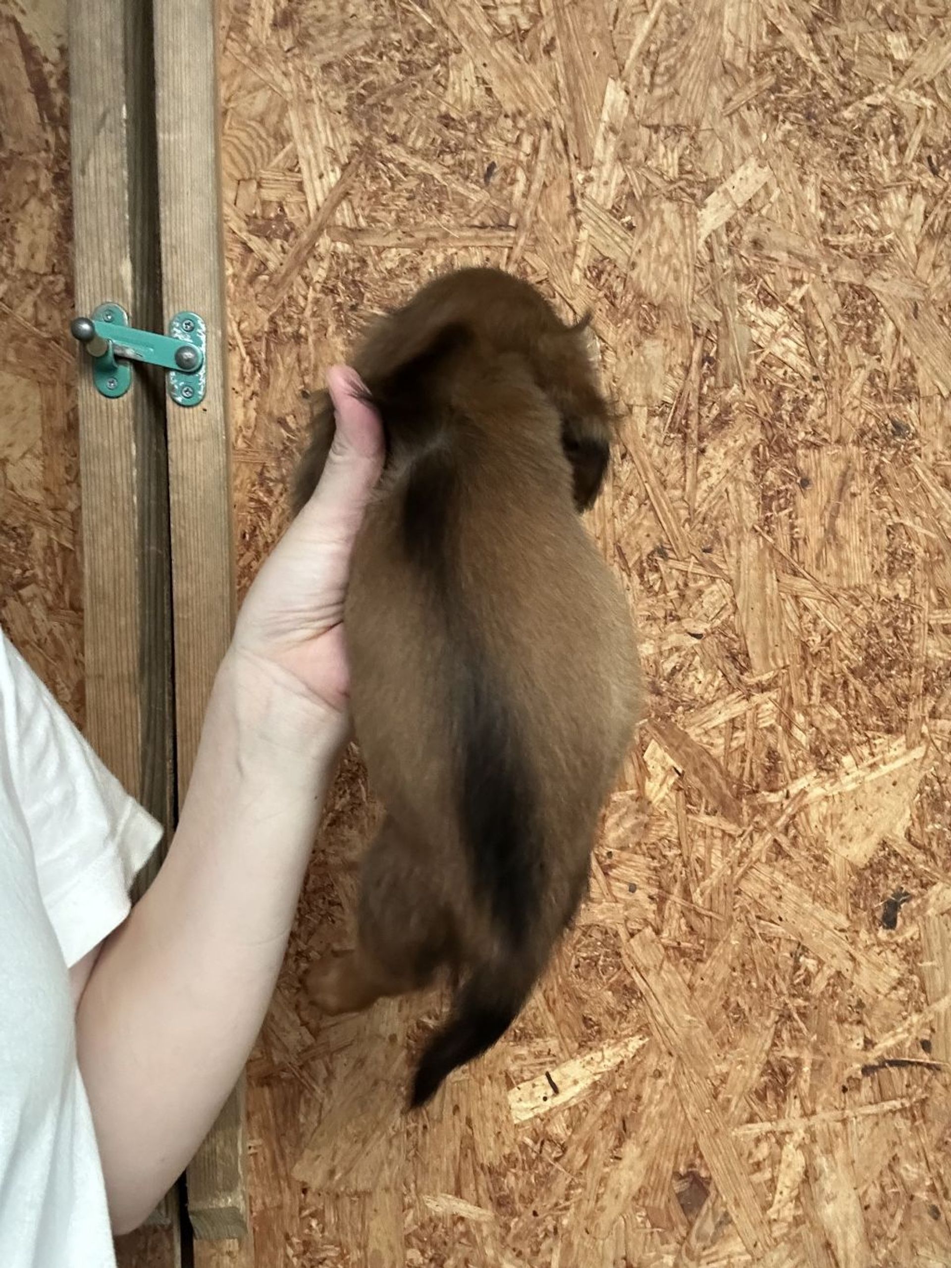 ダックスフンド・オスの里親募集の写真