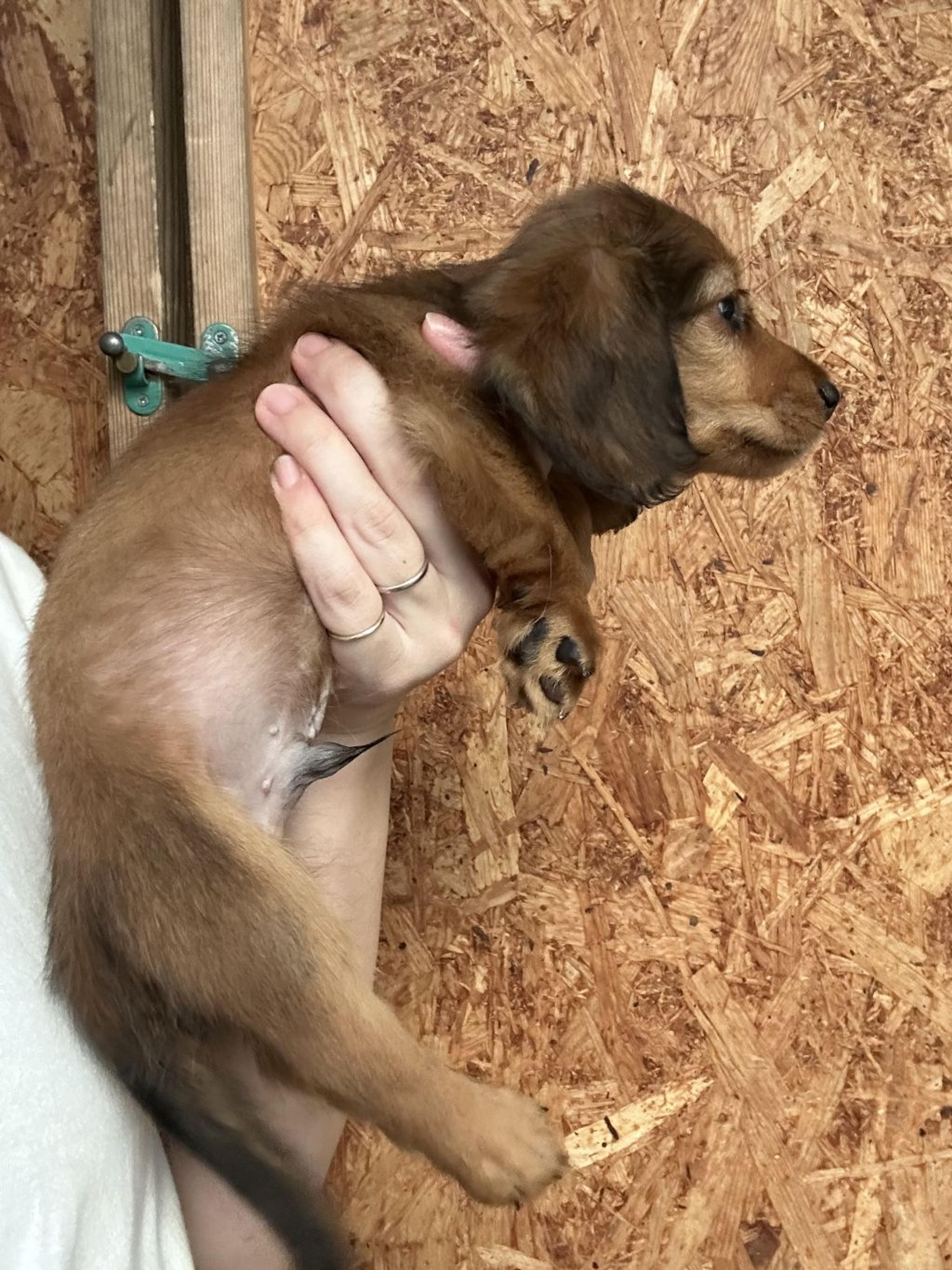 pet-image-3
