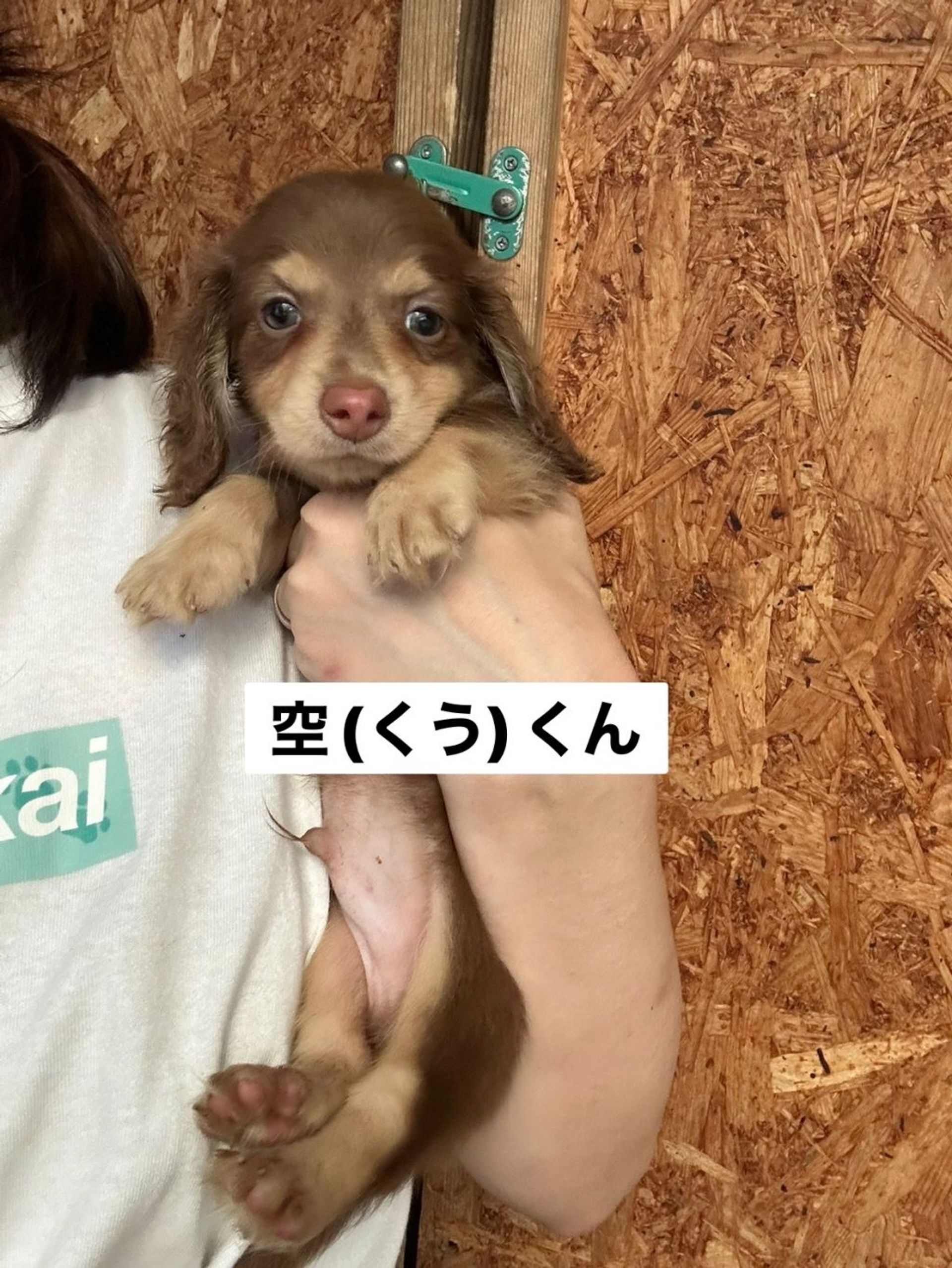ダックスフンド・オスの里親募集の写真