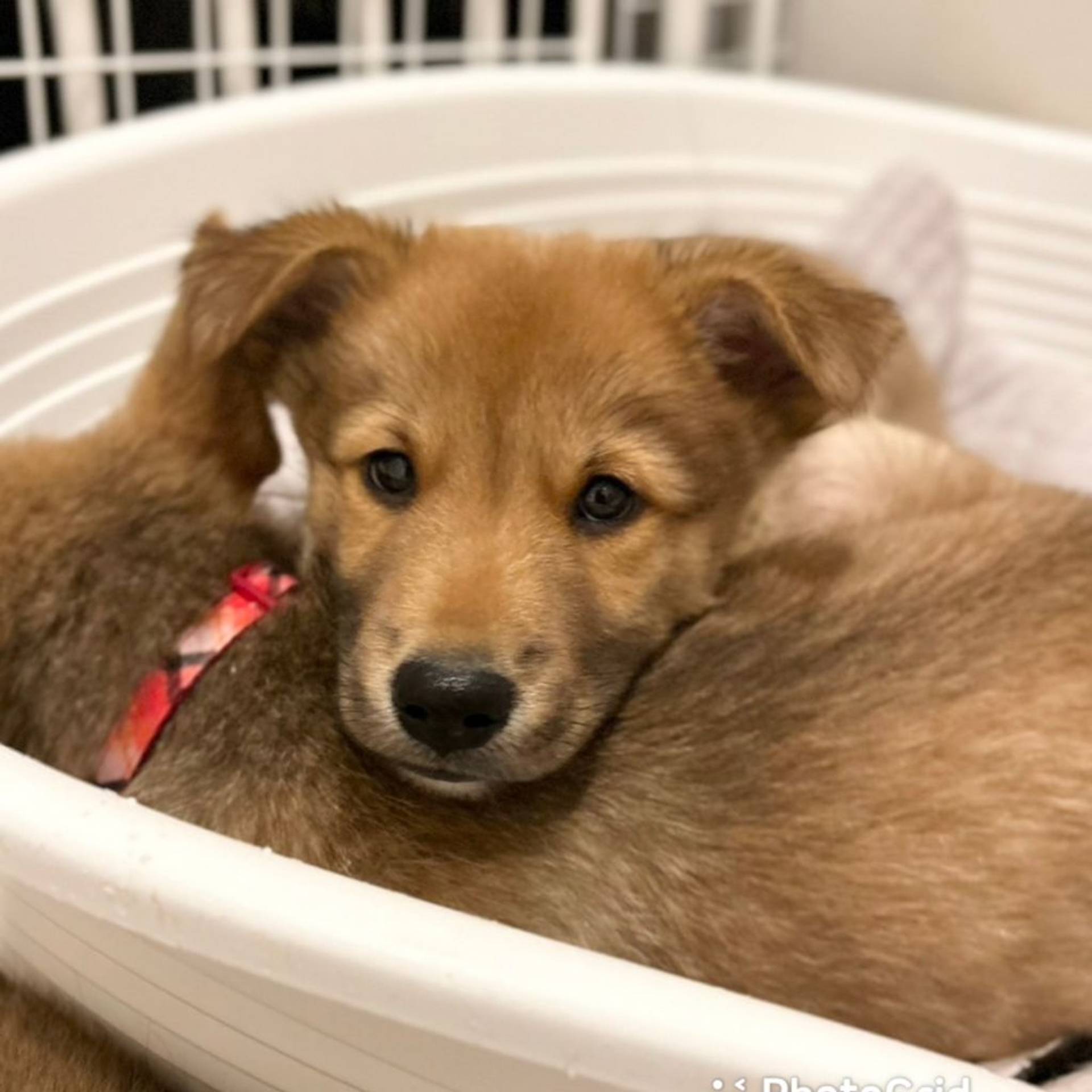 雑種（ミックス犬）・オスの里親募集の写真