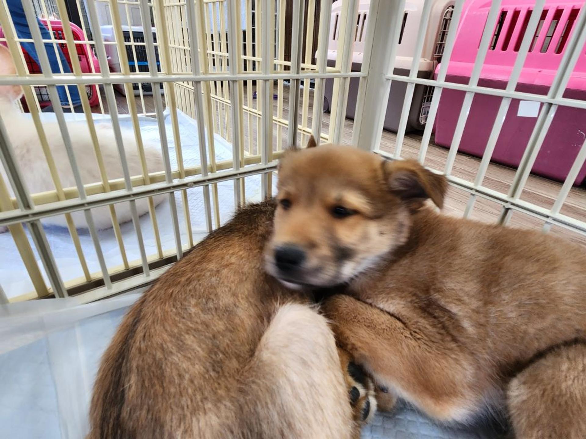 pet-image-3