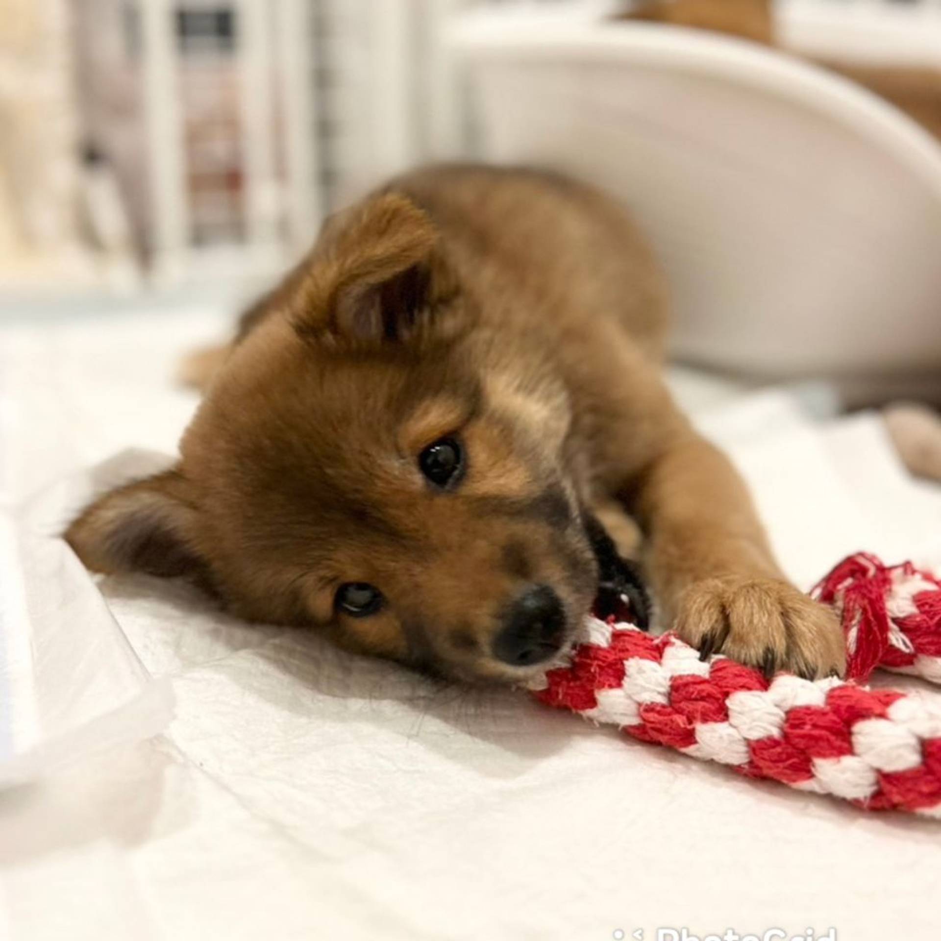 雑種（ミックス犬）・メスの里親募集の写真