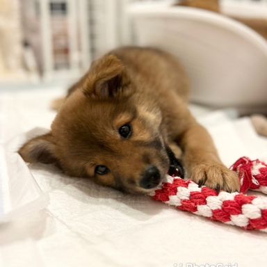 のんちゃんの写真