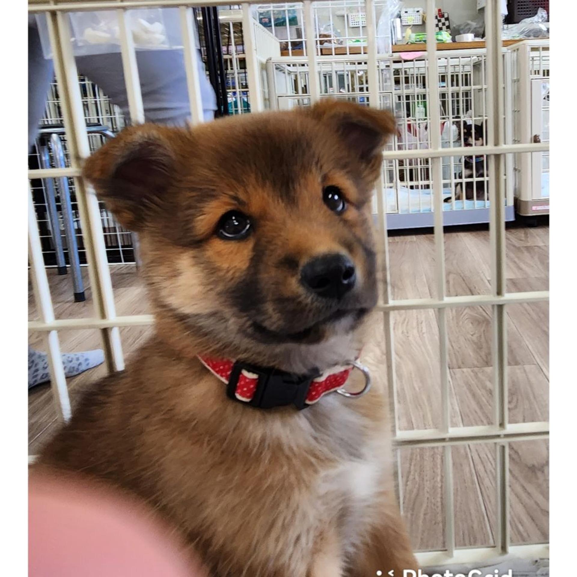 pet-image-3