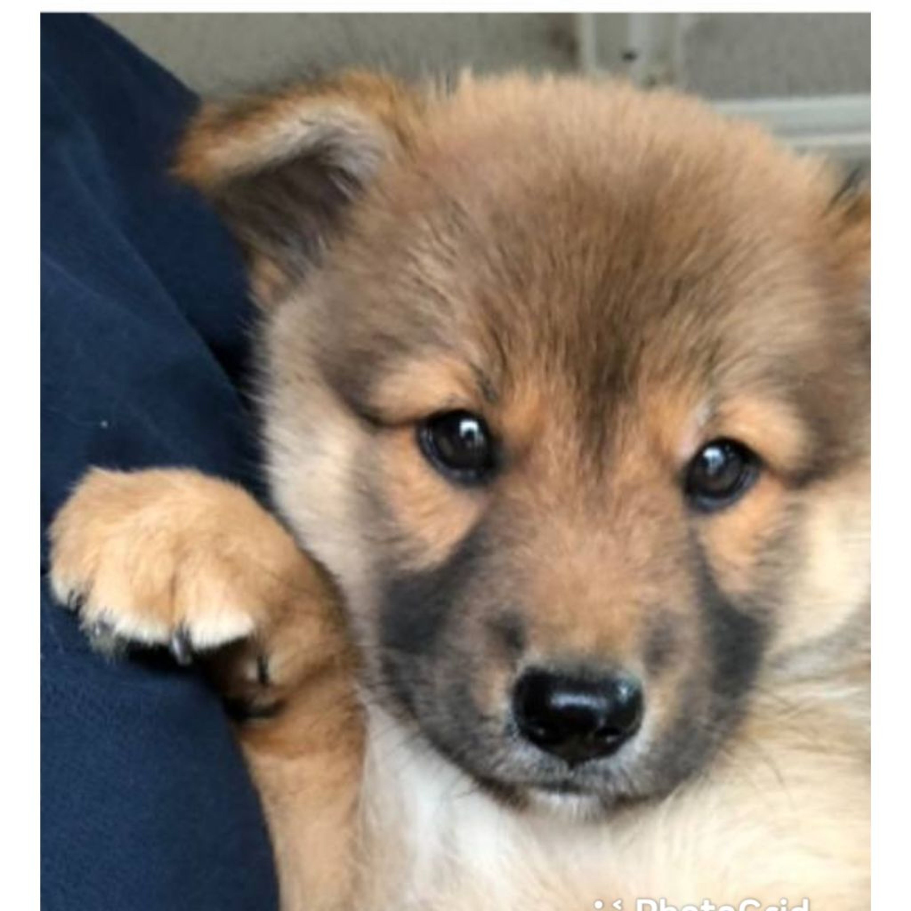 pet-image-2