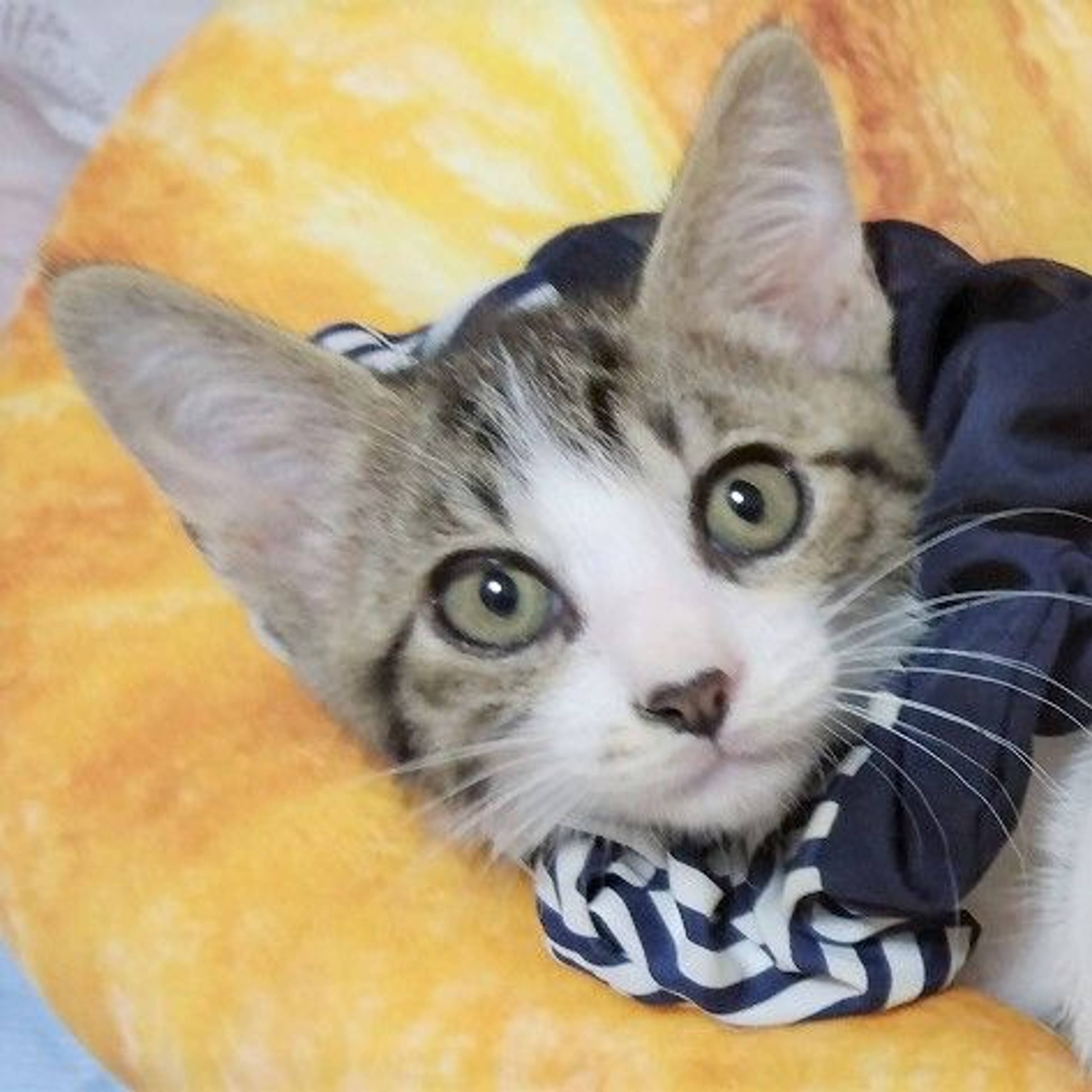 雑種（ミックス猫）・オスの里親募集の写真