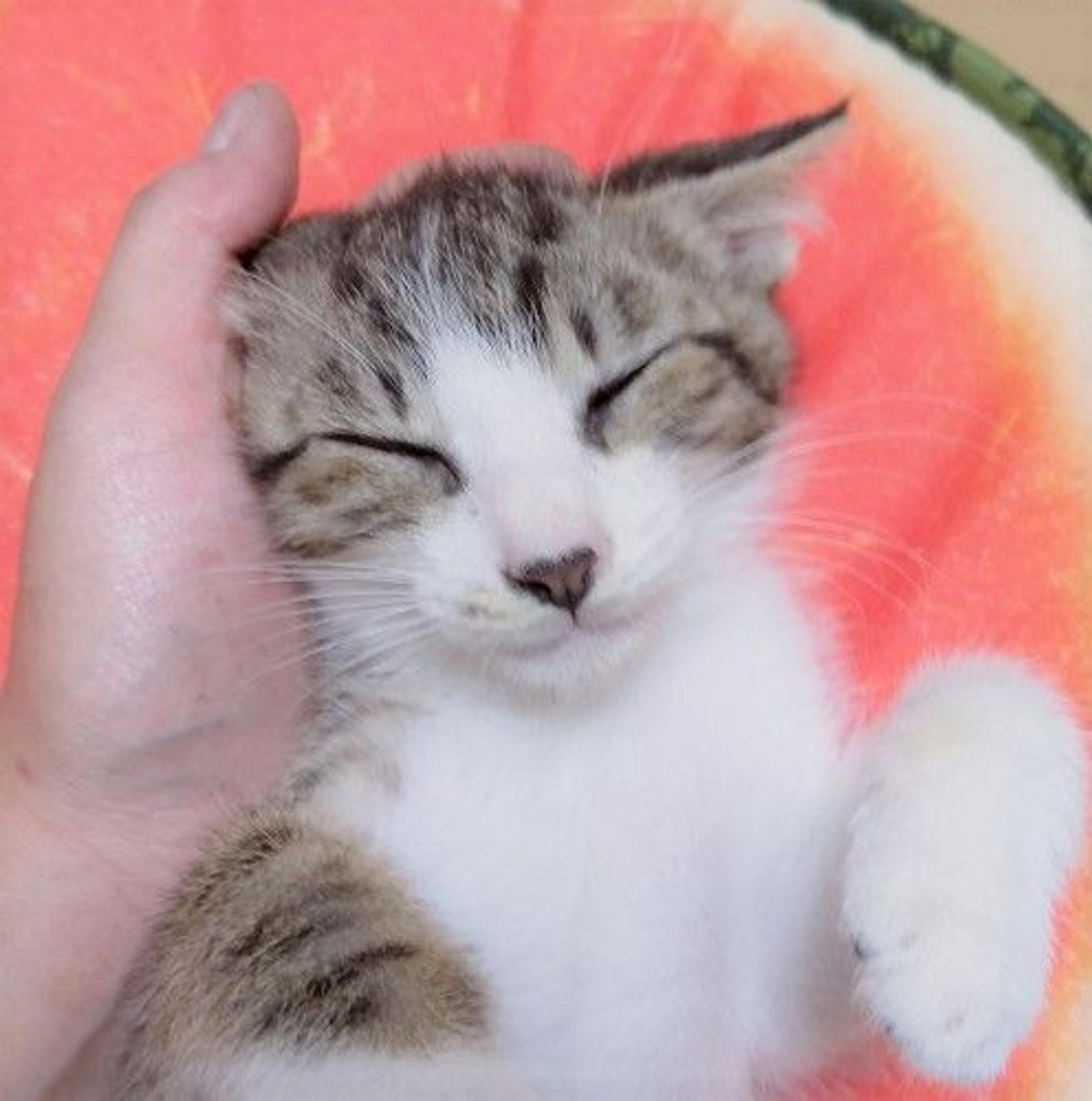 pet-image-3
