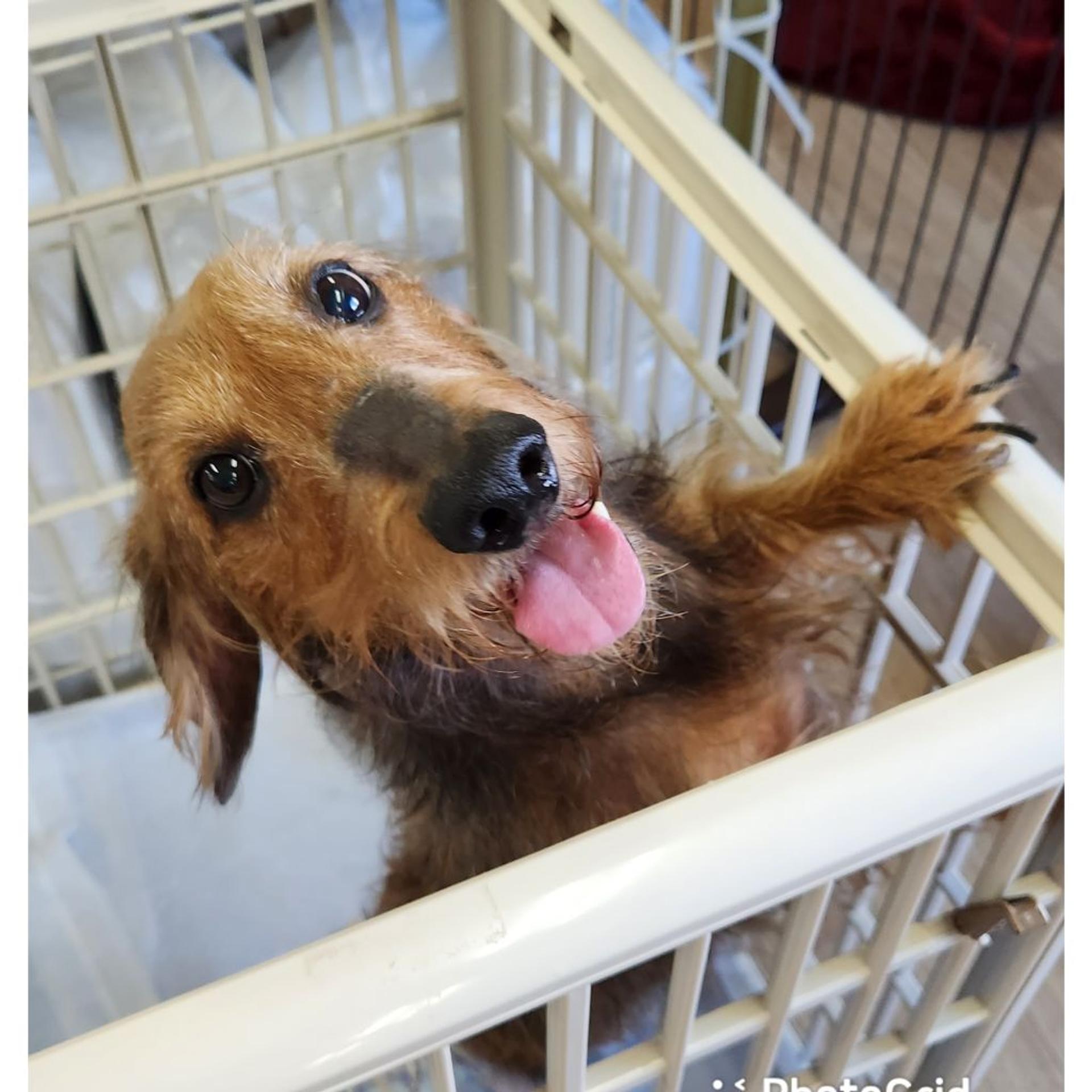 pet-image-2