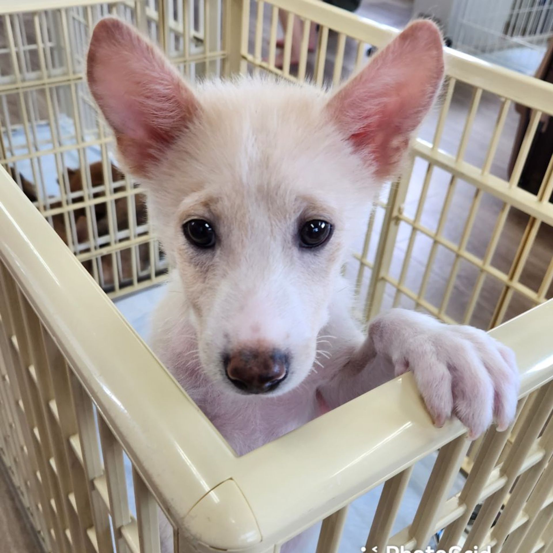 雑種（ミックス犬）・オスの里親募集の写真