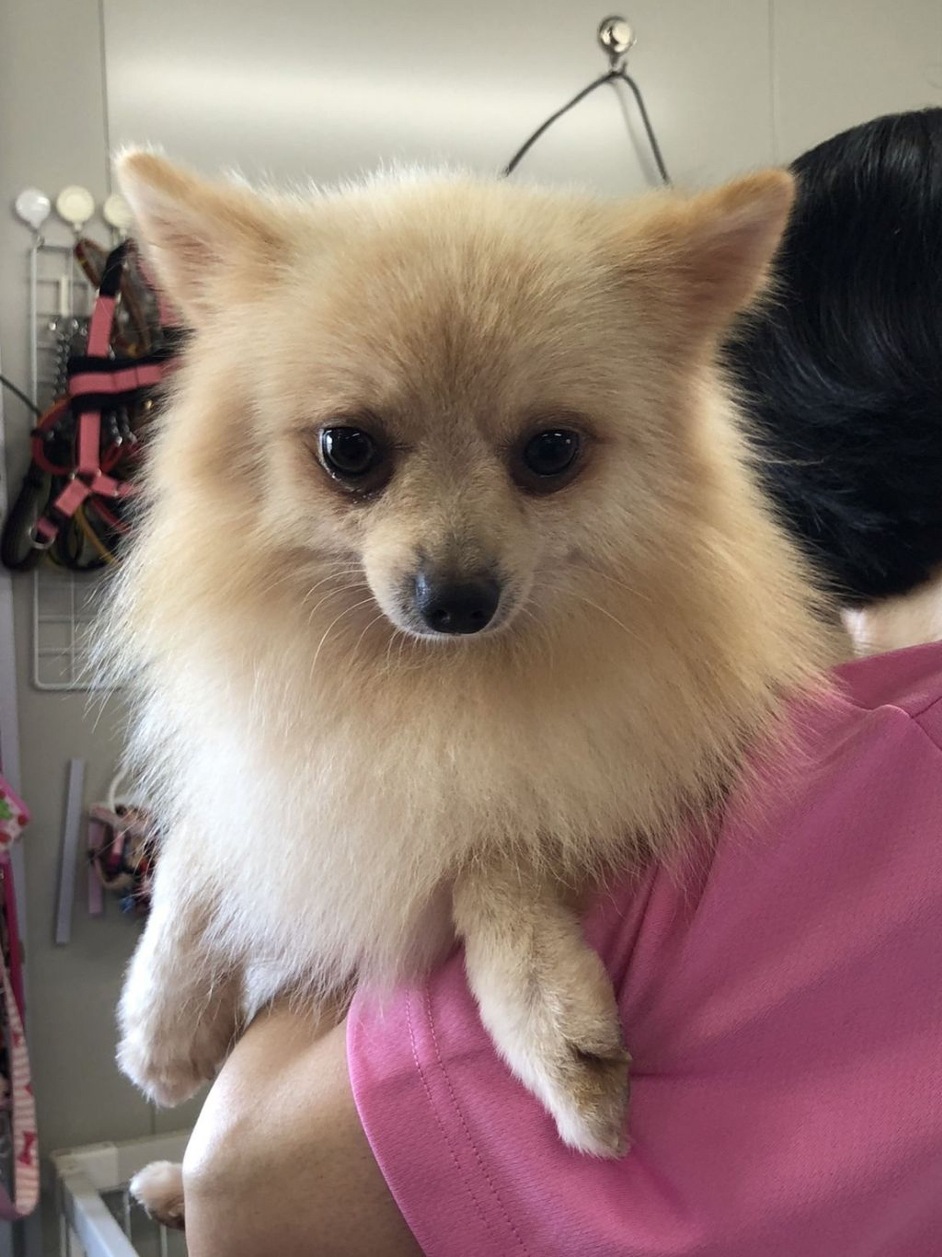 pet-image-2