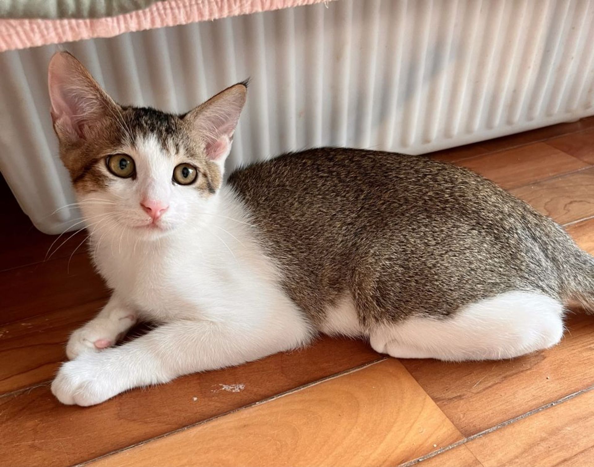 雑種（ミックス猫）・オスの里親募集の写真