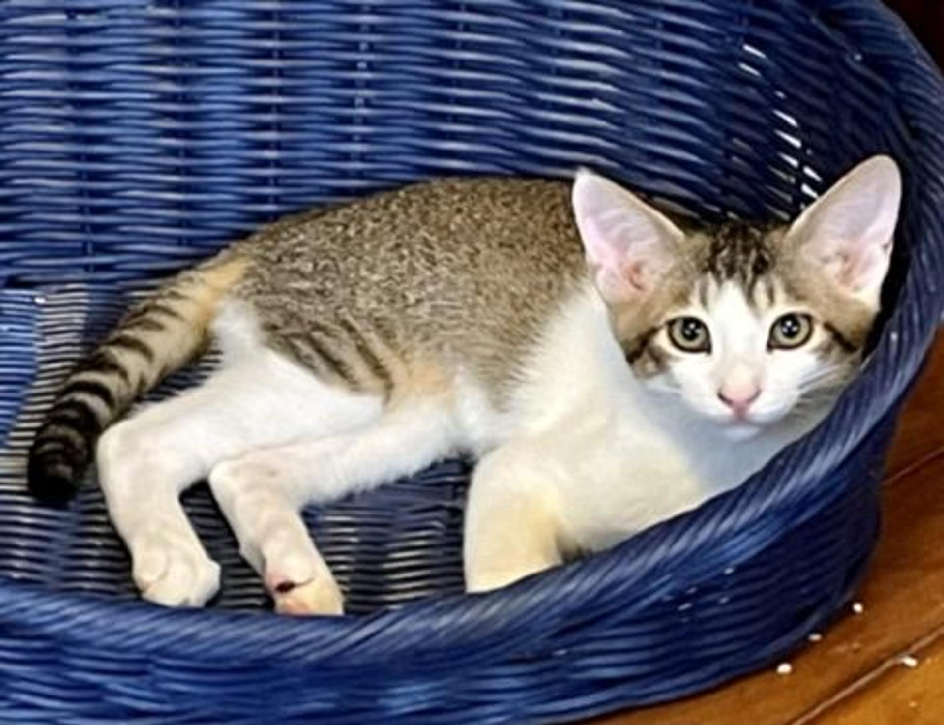 pet-image-3