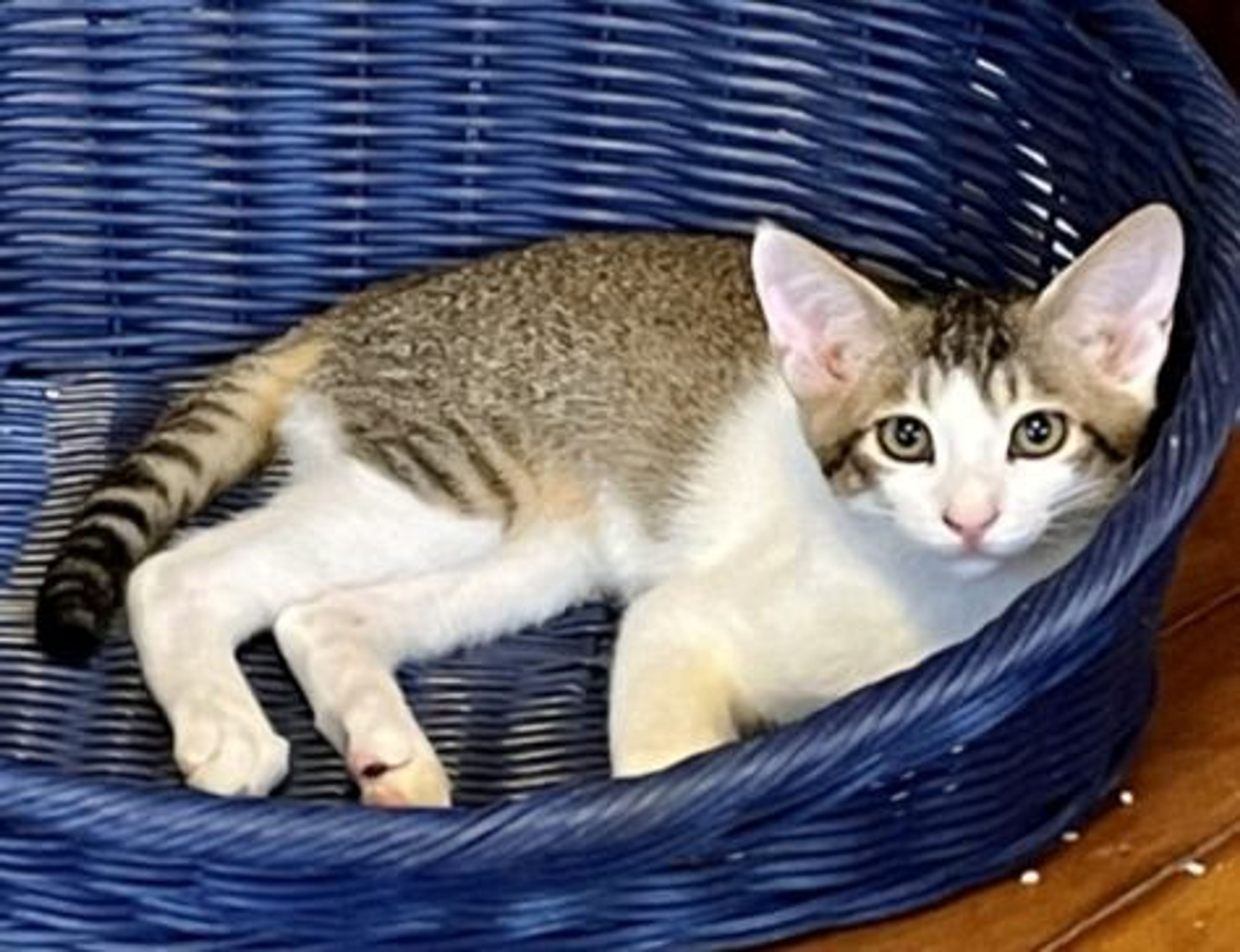 pet-image-3
