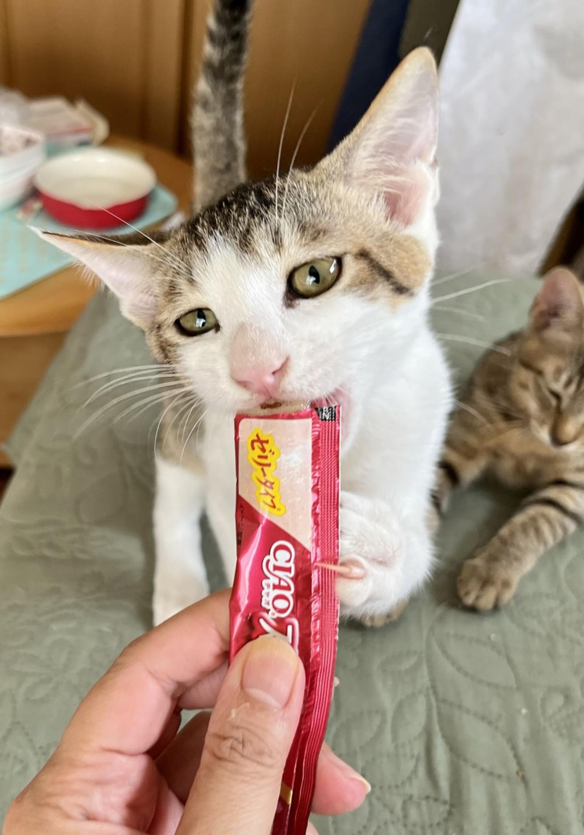pet-image-4