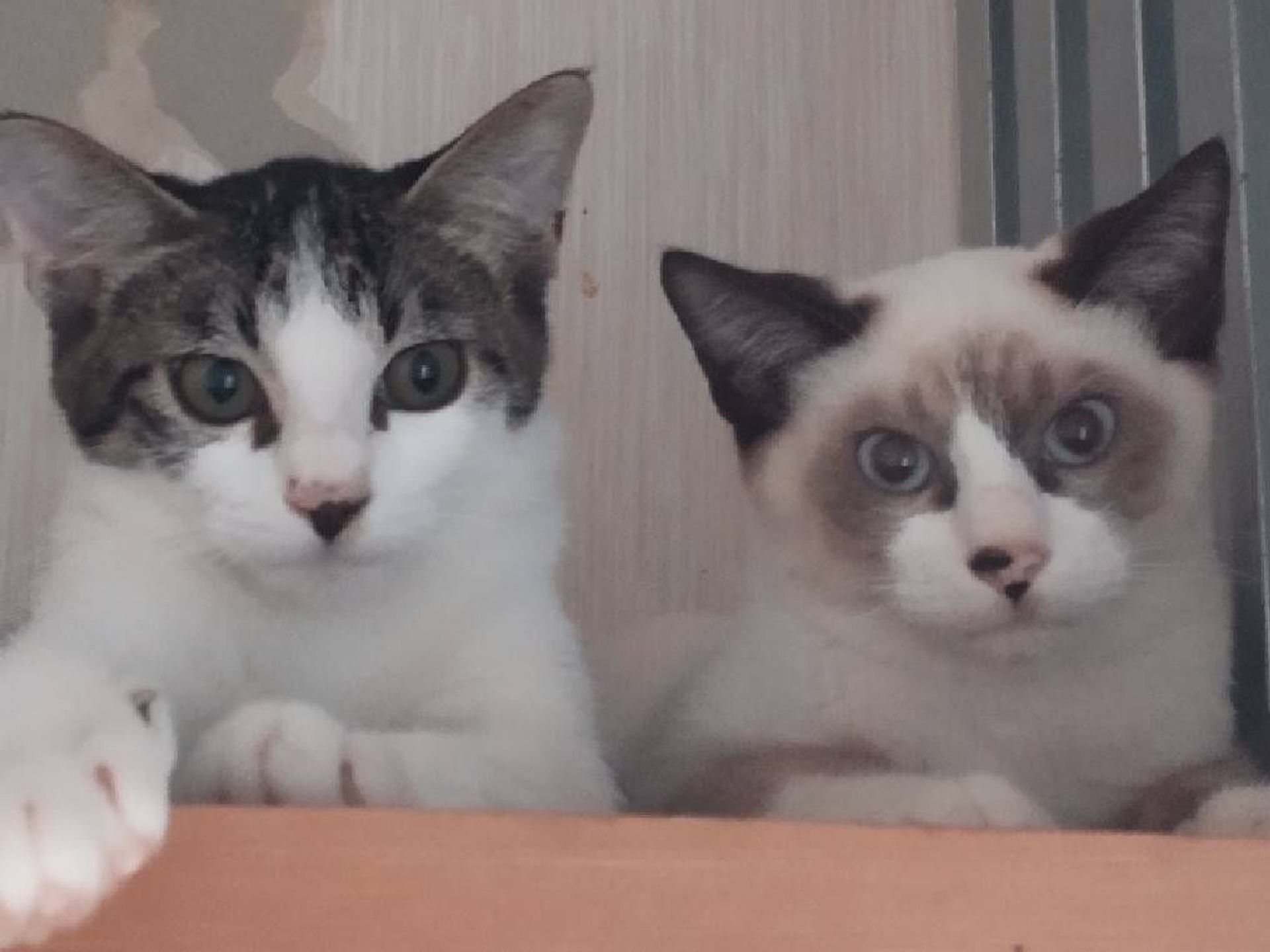 雑種（ミックス猫）・オスの里親募集の写真