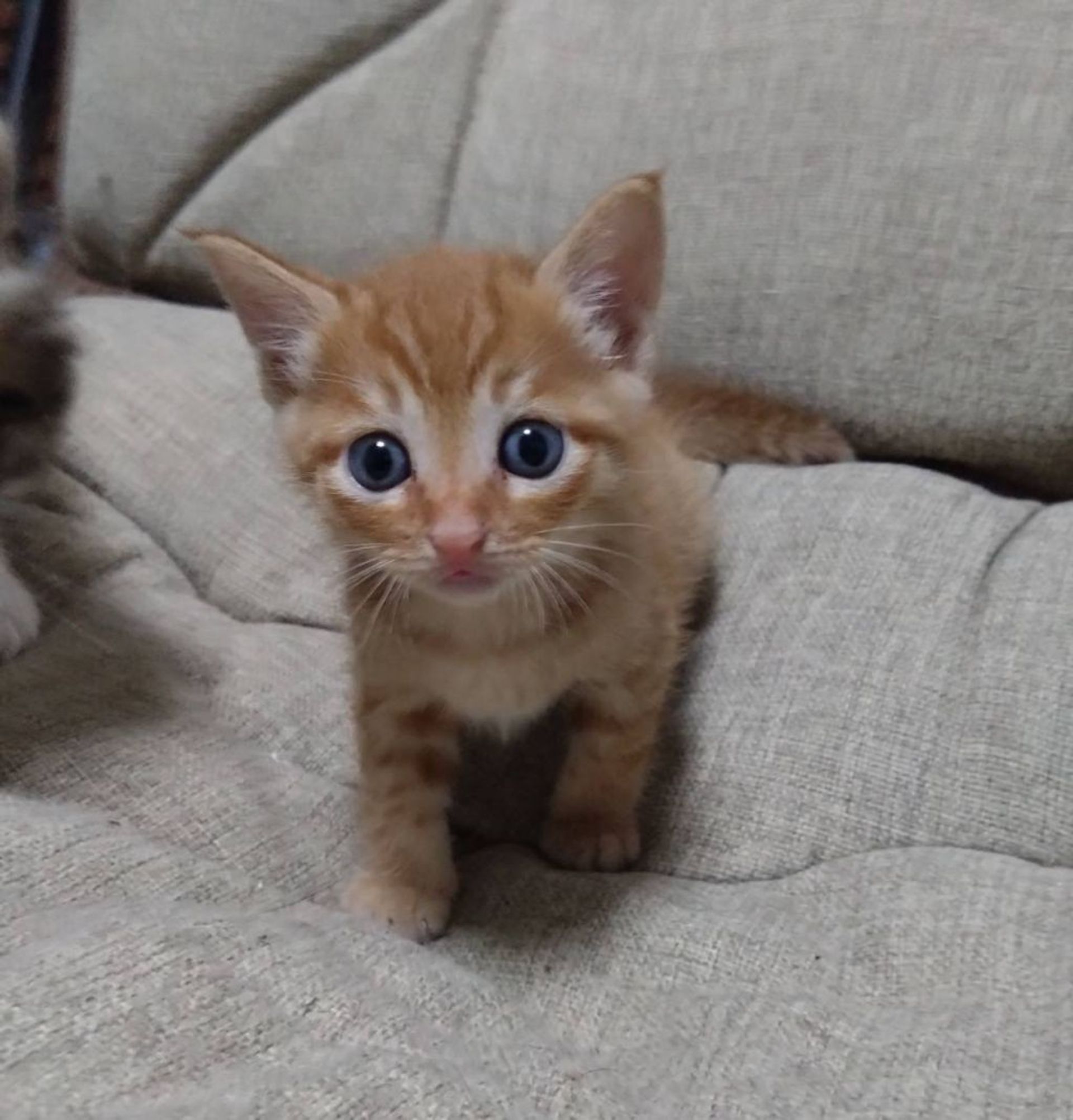 雑種（ミックス猫）・オスの里親募集の写真