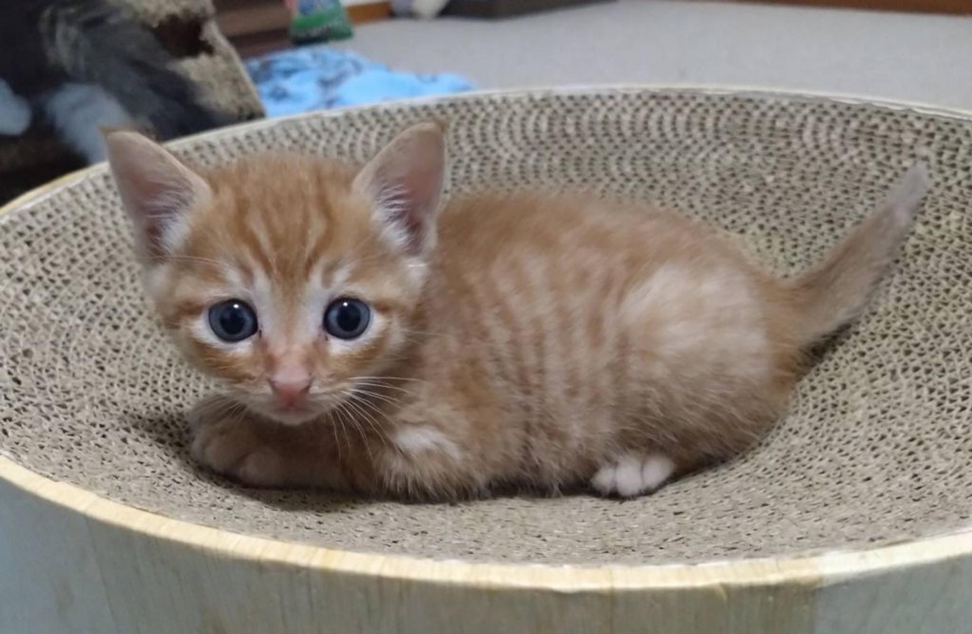 pet-image-2