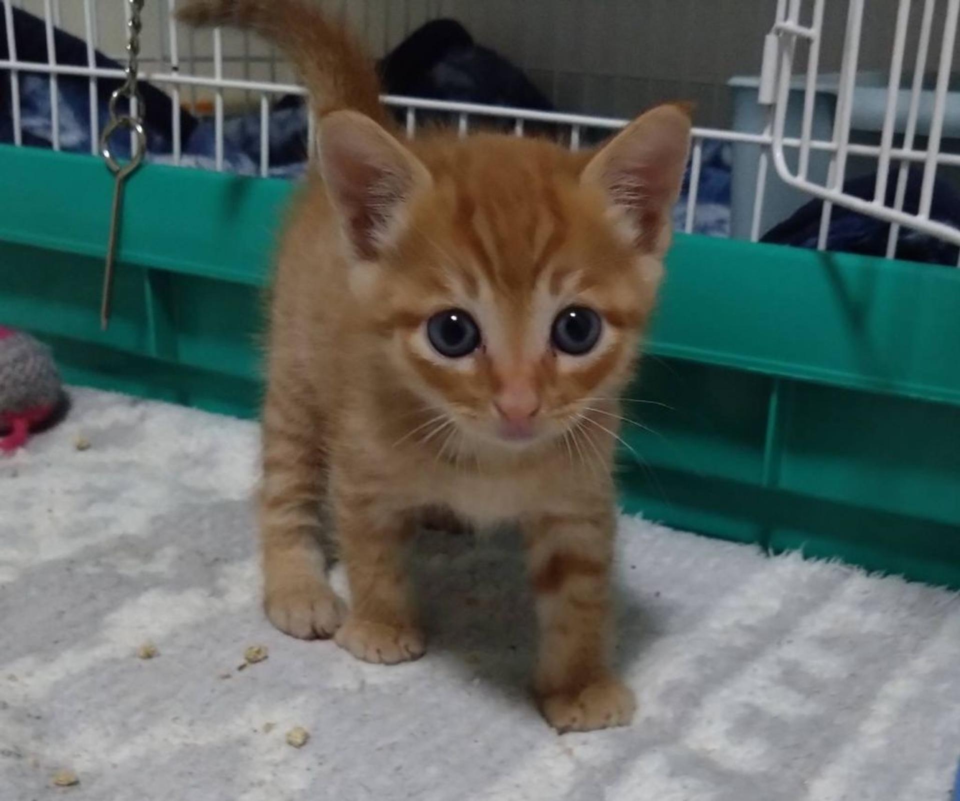 pet-image-4