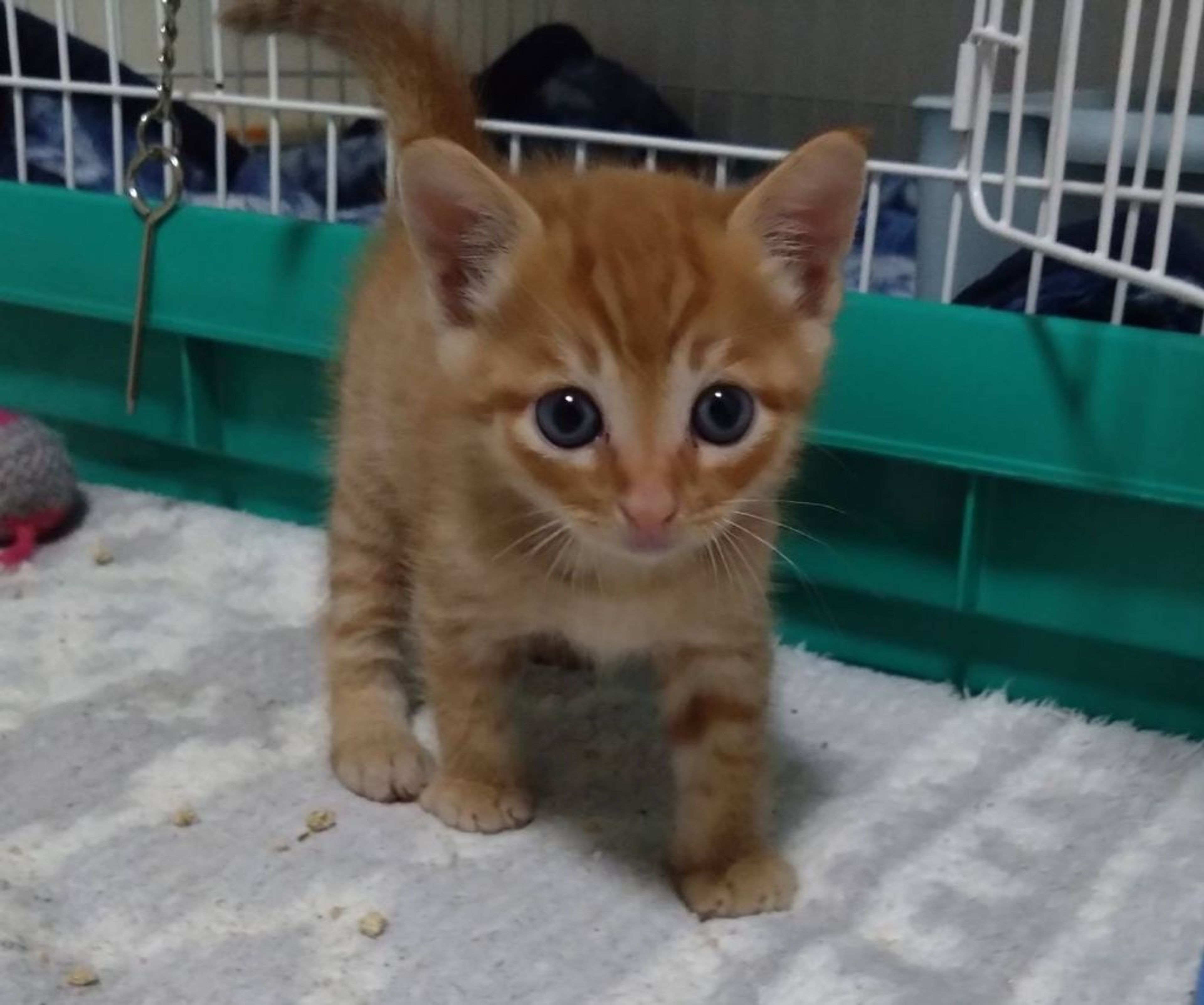 pet-image-4