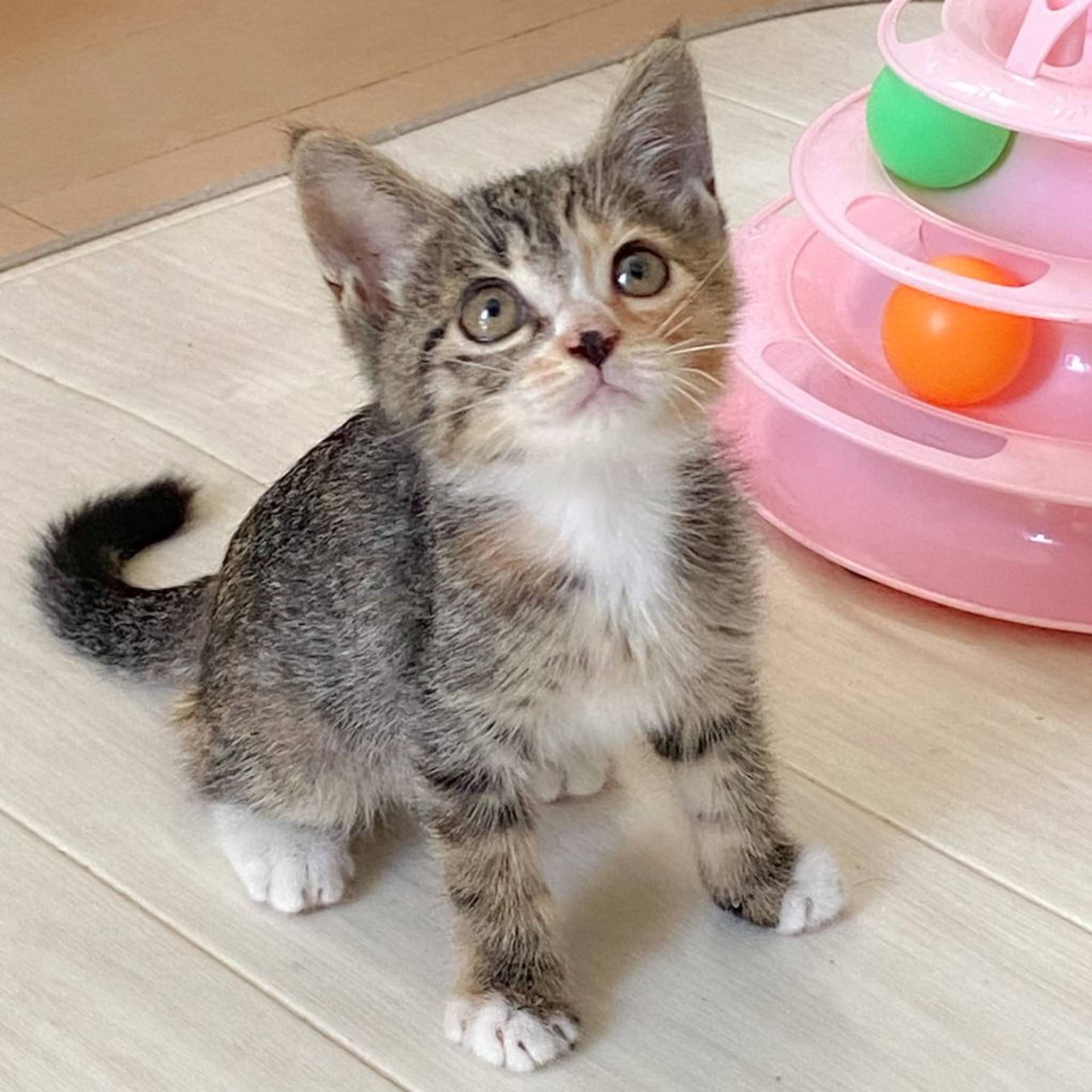 雑種（ミックス猫）・メスの里親募集の写真