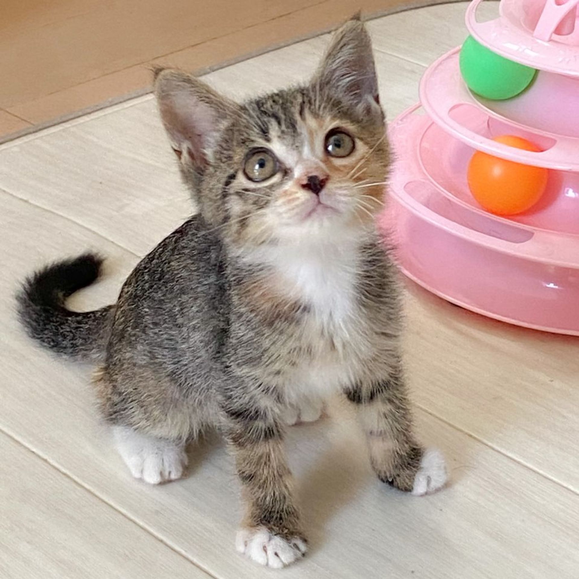 雑種（ミックス猫）・メスの里親募集の写真