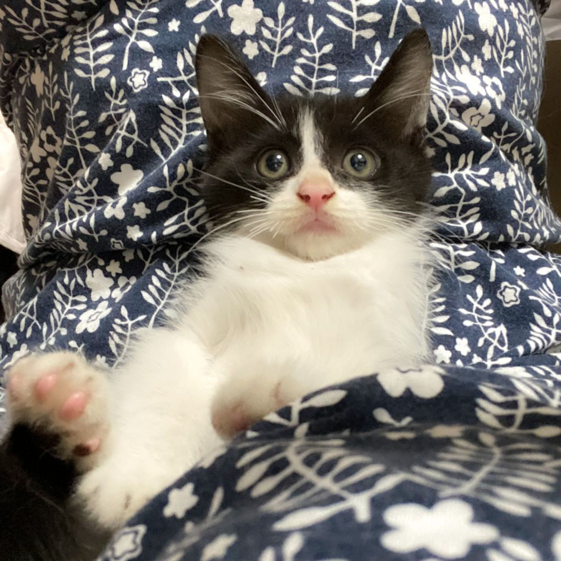 雑種（ミックス猫）・オスの里親募集の写真
