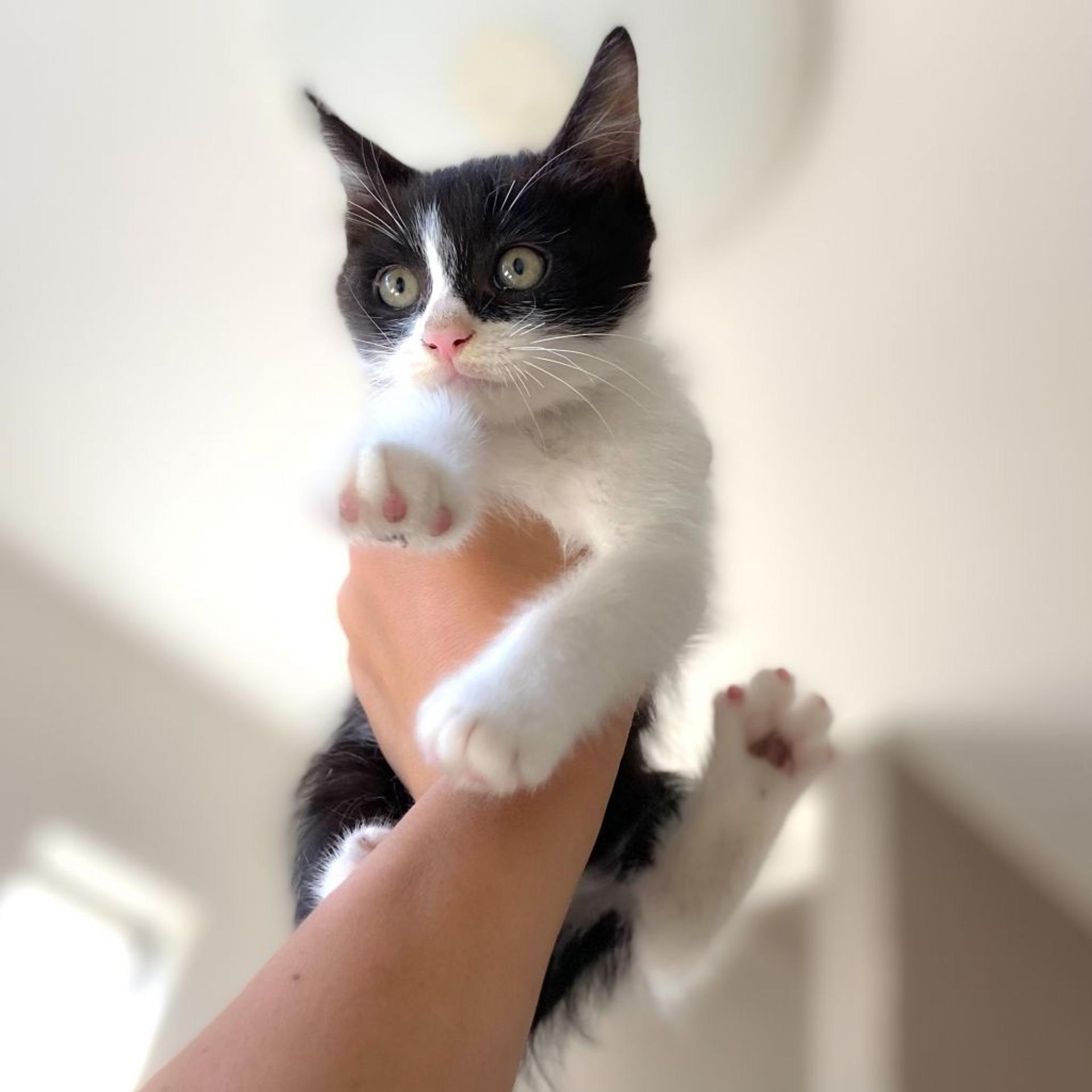 pet-image-7