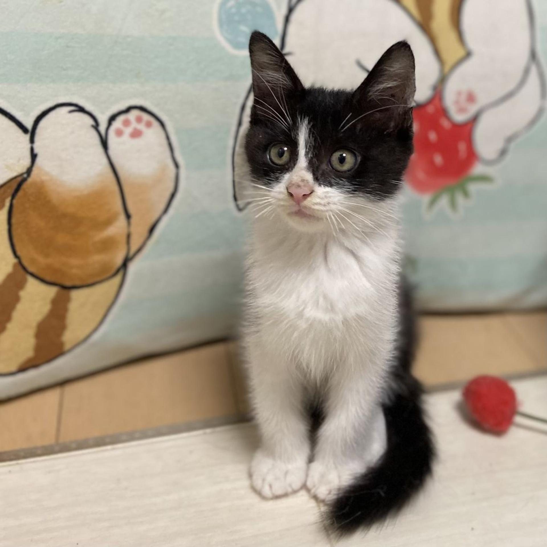 pet-image-2