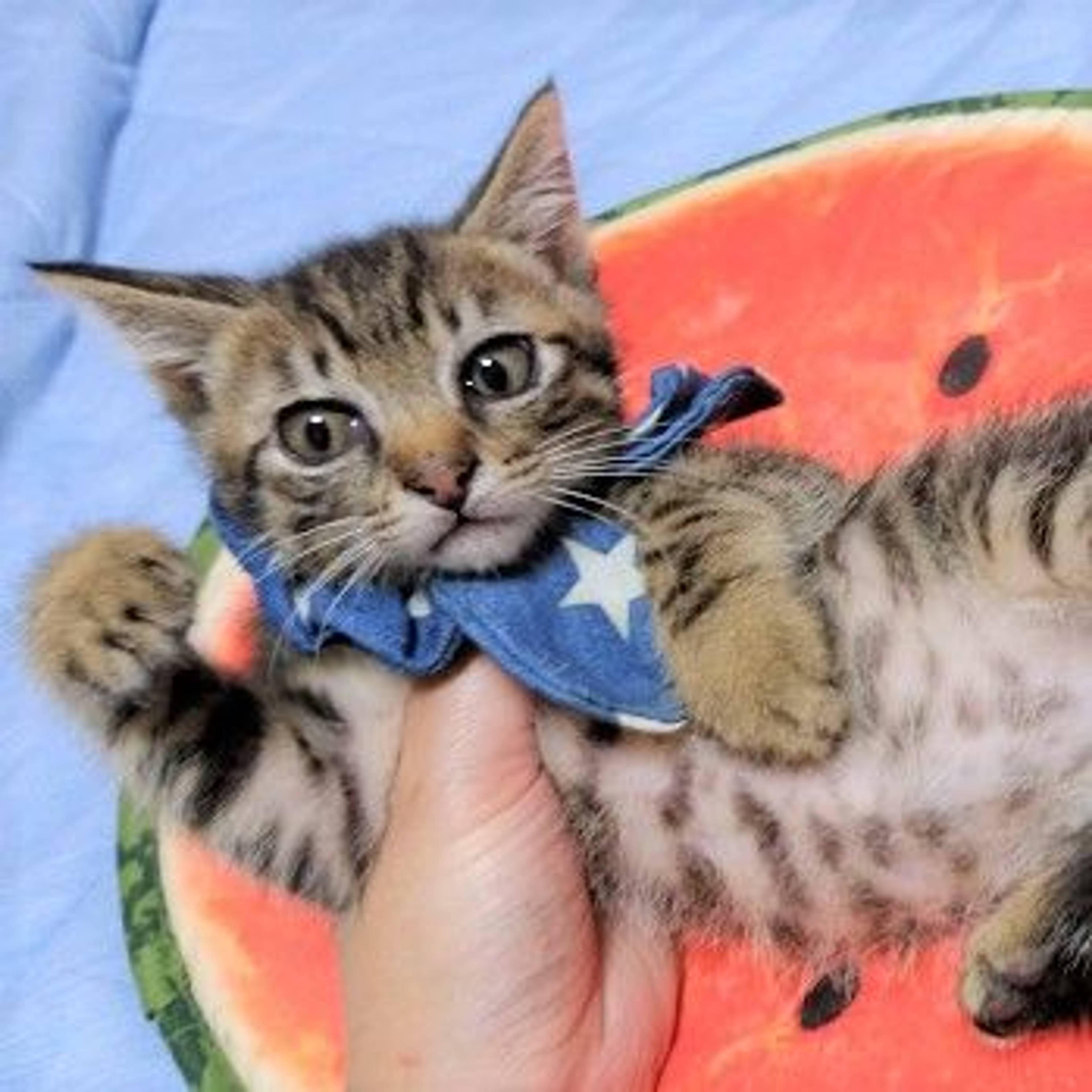 雑種（ミックス猫）・オスの里親募集の写真