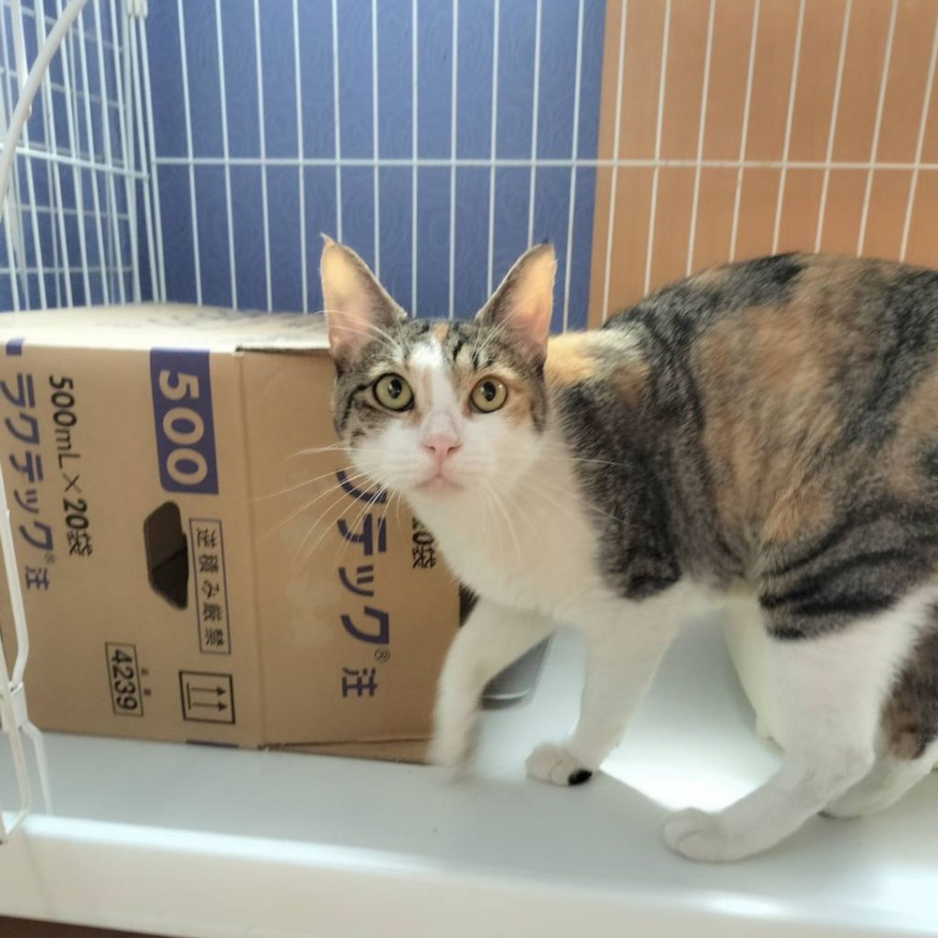 雑種（ミックス猫）・メスの里親募集の写真