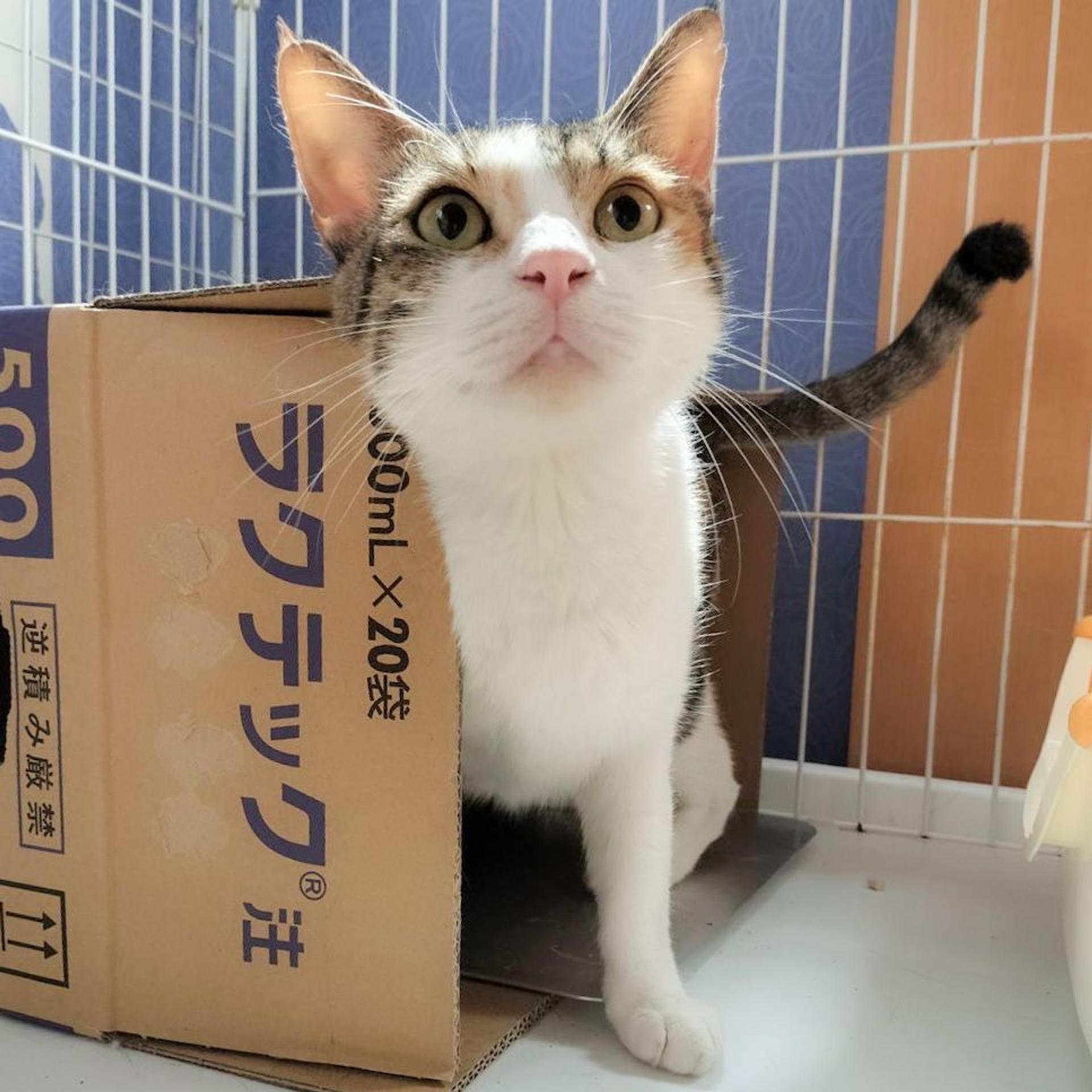 pet-image-2