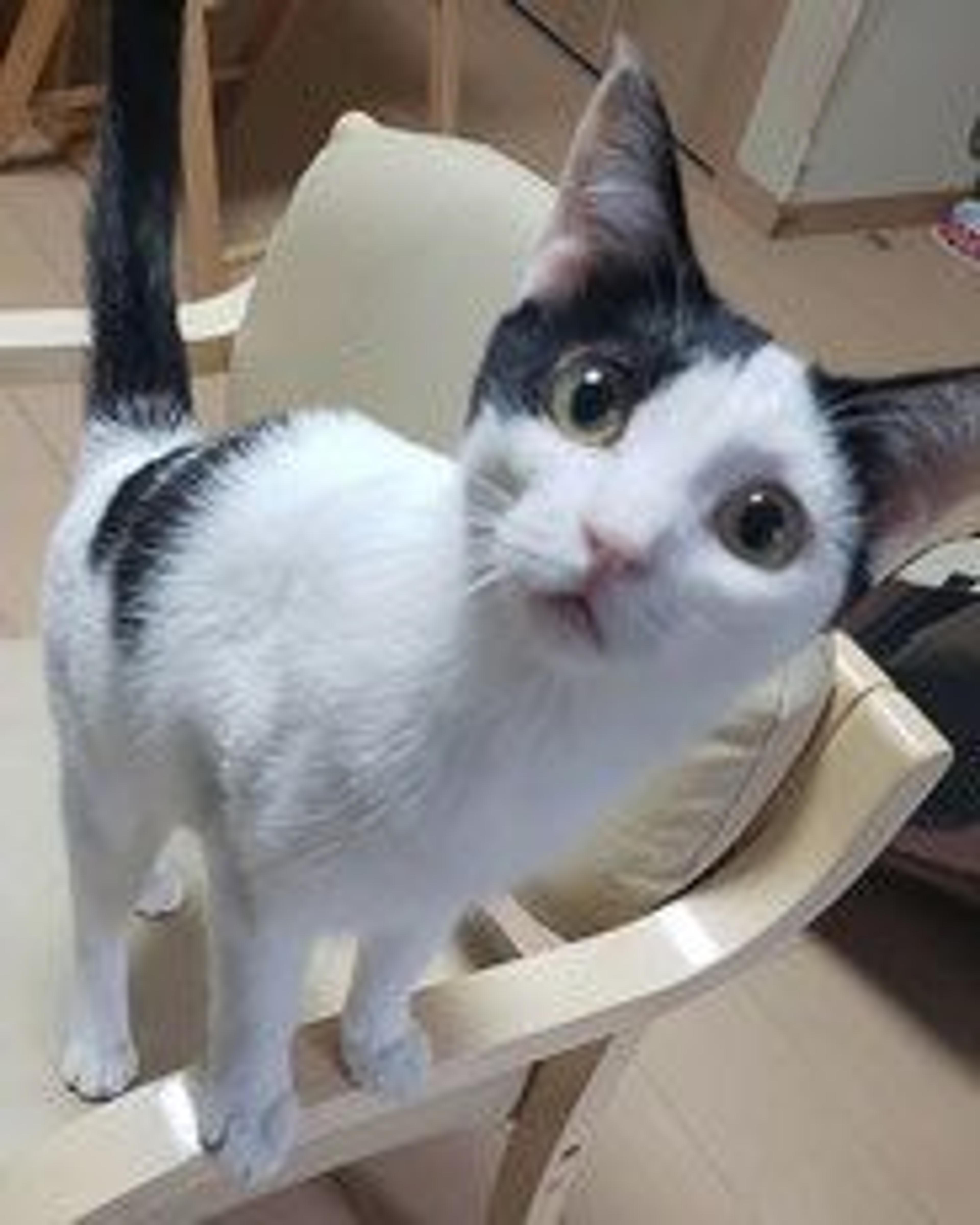 pet-image-3