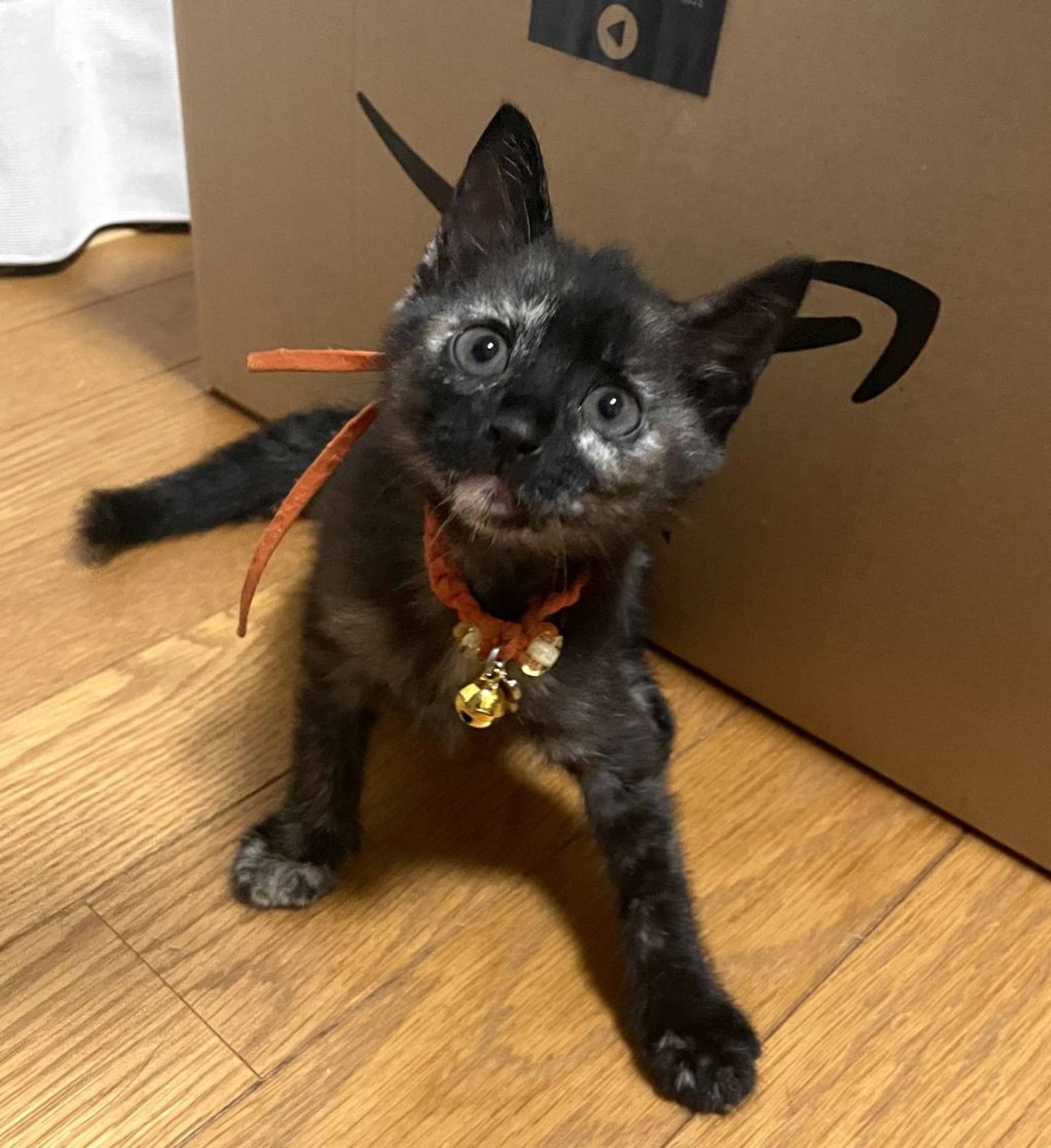 雑種（ミックス猫）・メスの里親募集の写真