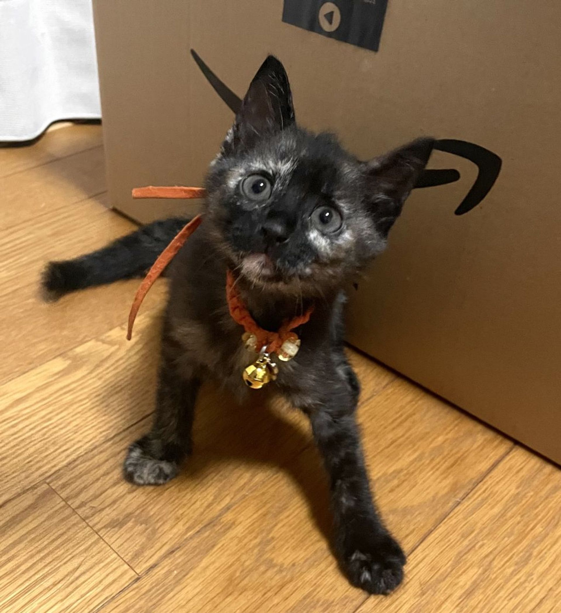雑種（ミックス猫）・メスの里親募集の写真